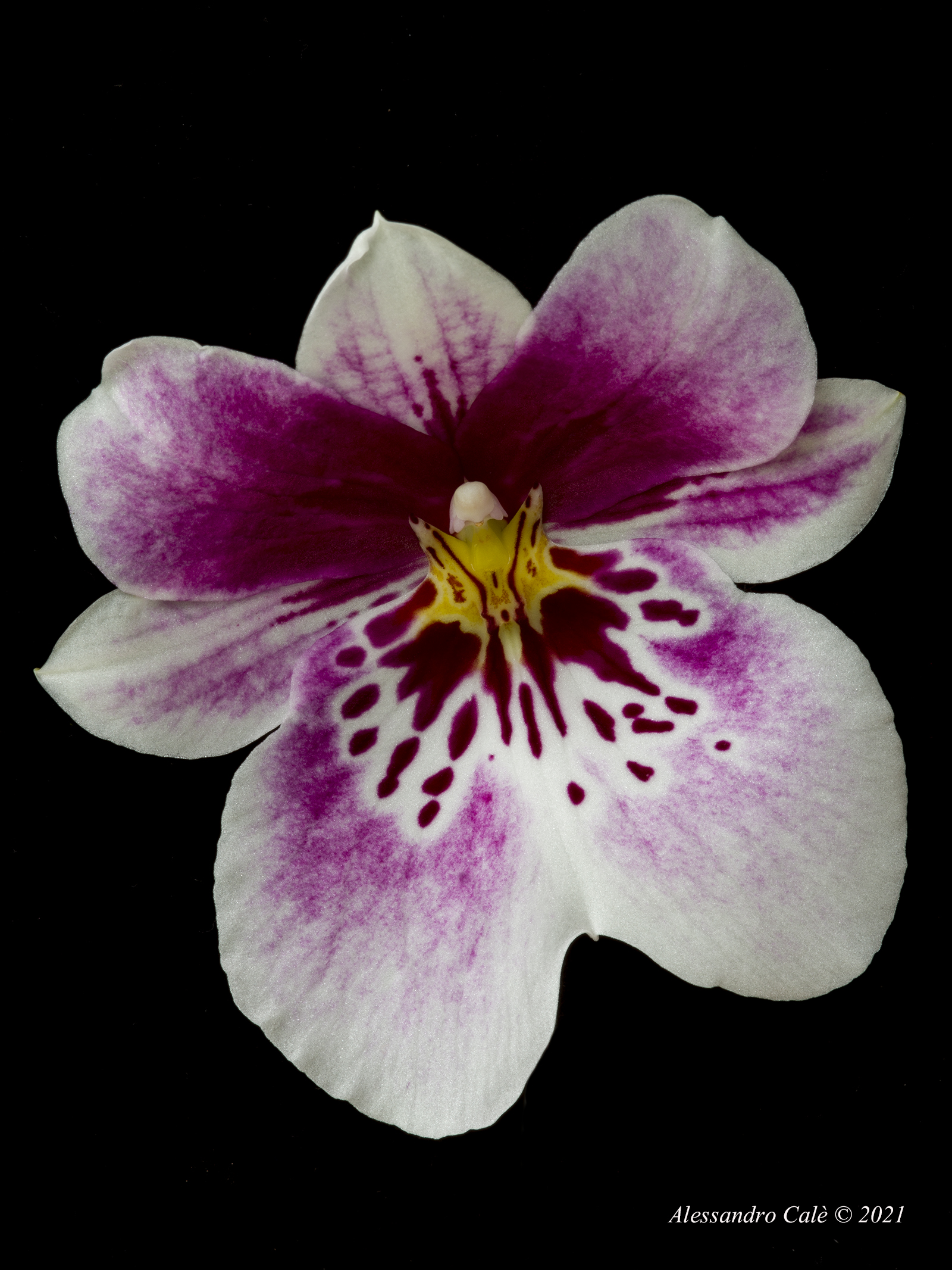 Orchidea 0399...