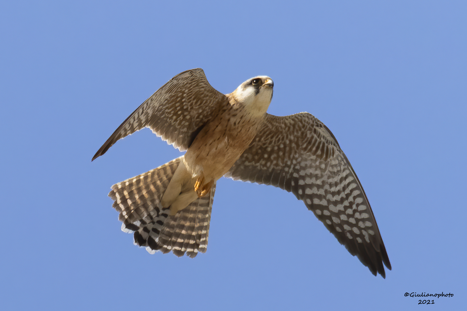 Cuckoo Falcon...