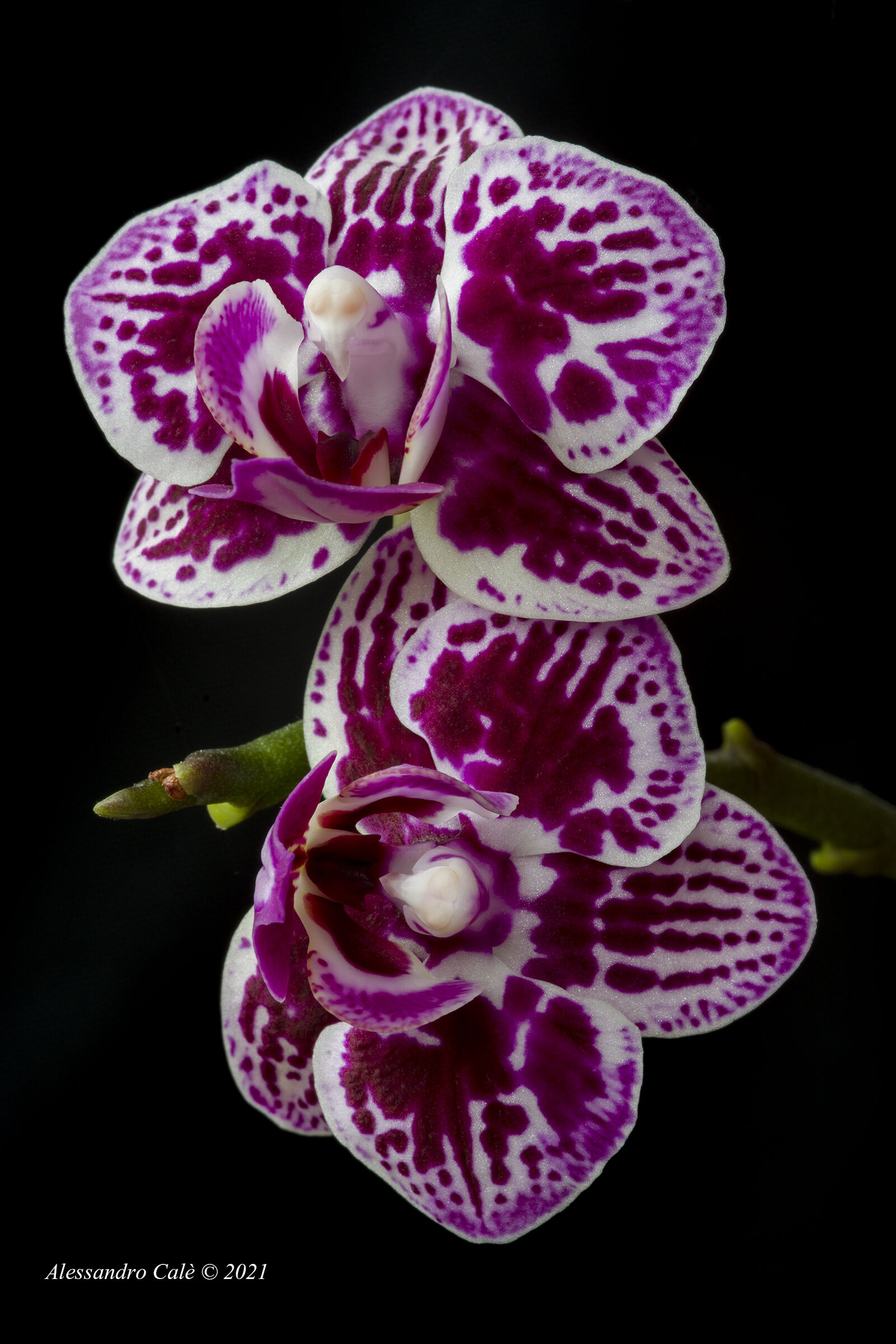 Orchids 0391...
