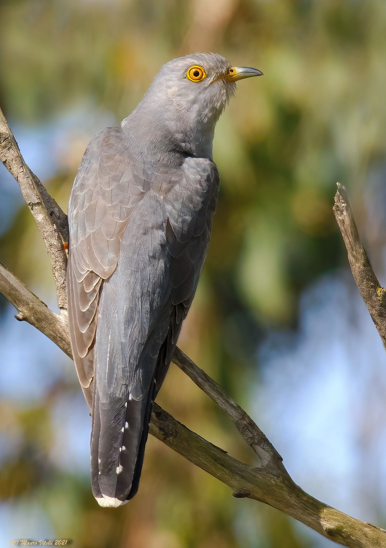 Cuckoo (Cuculus canorus)...