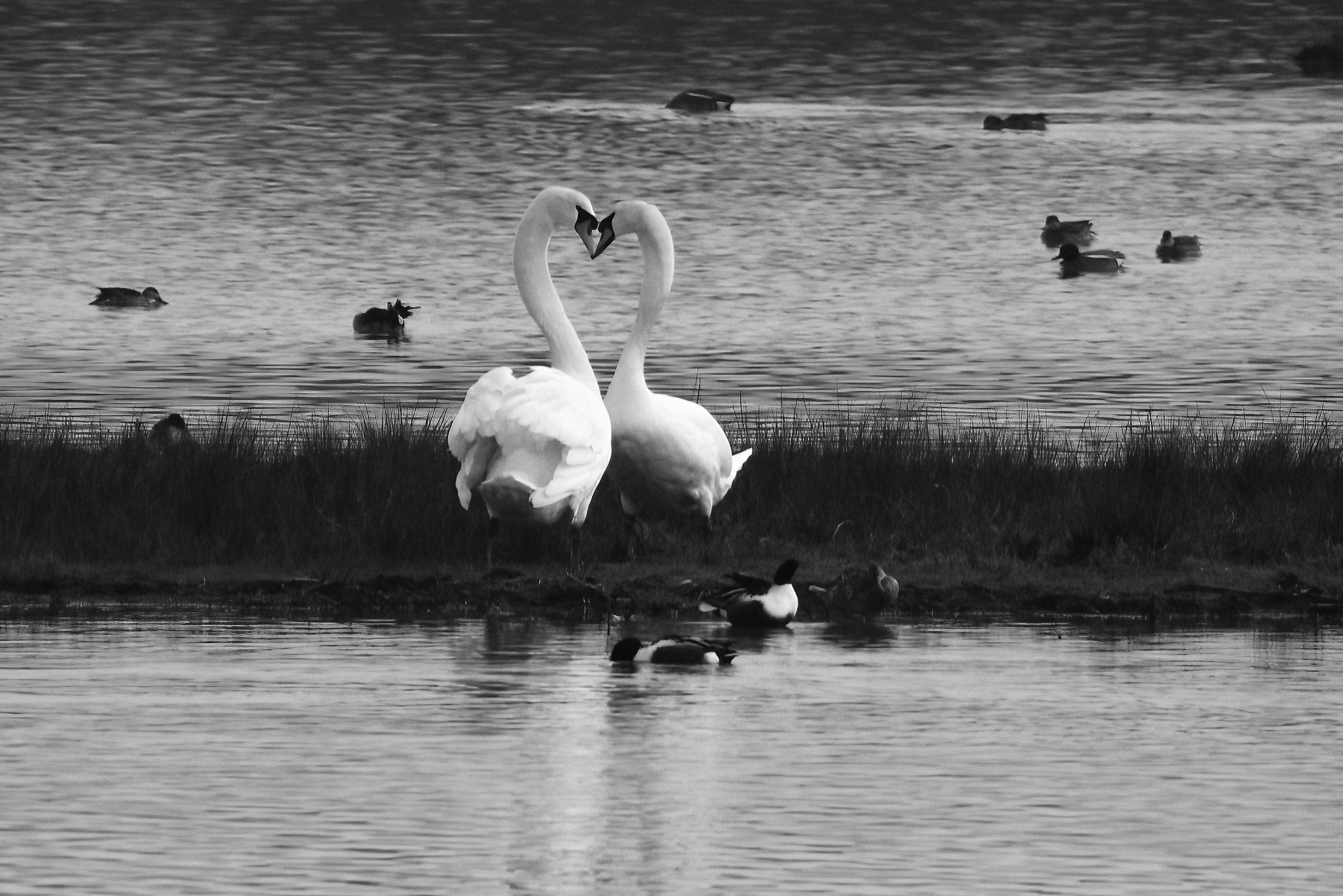 Swans in Love...
