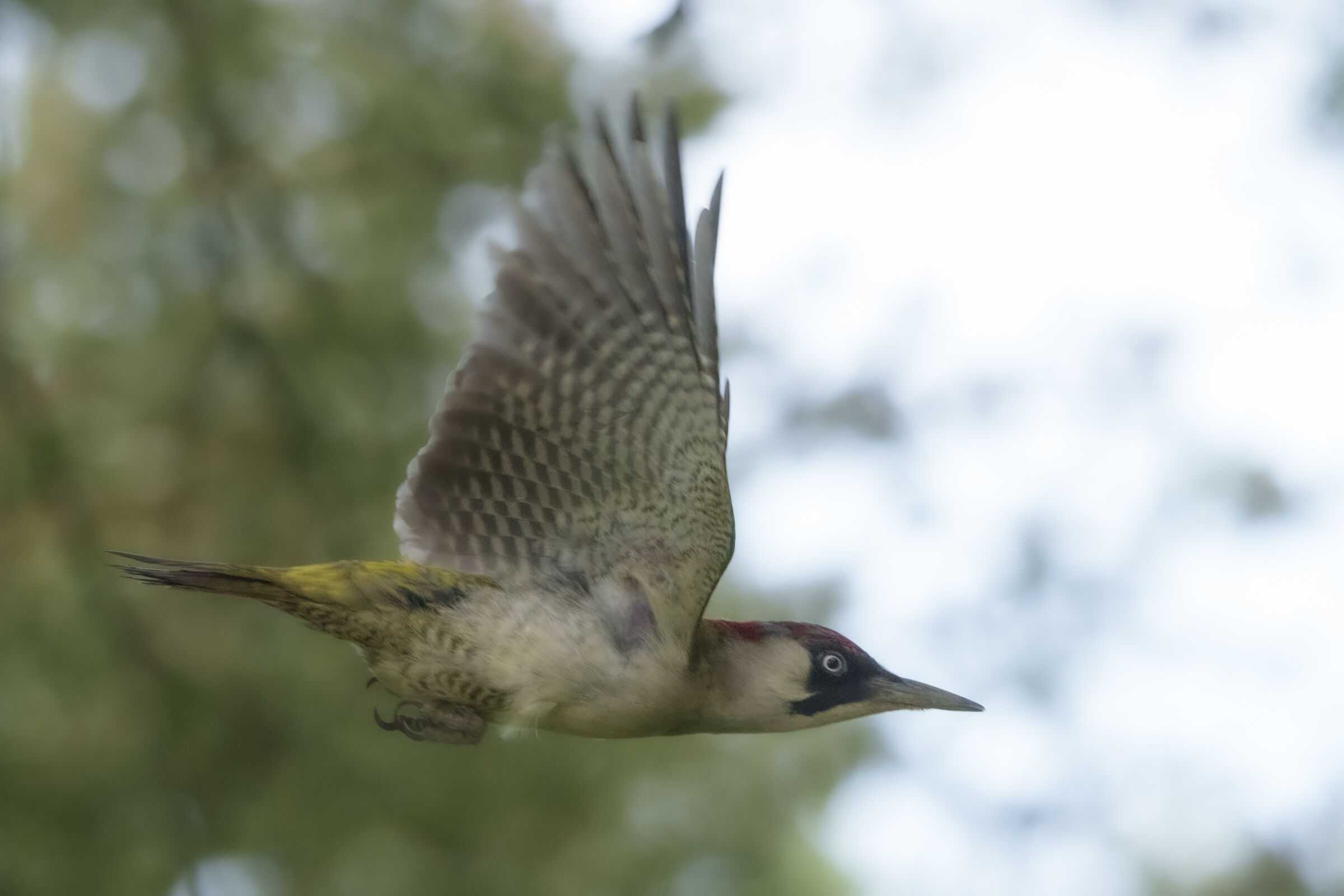 green woodpecker ain flight ...