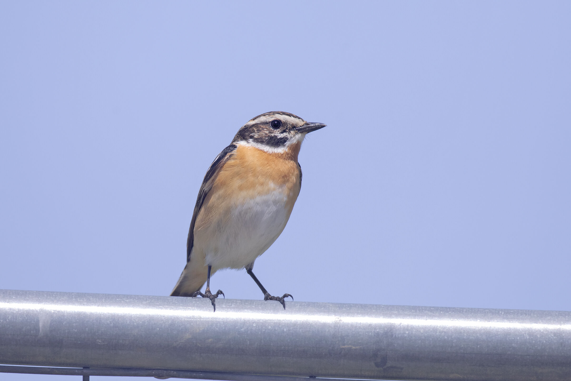 whinchat ...
