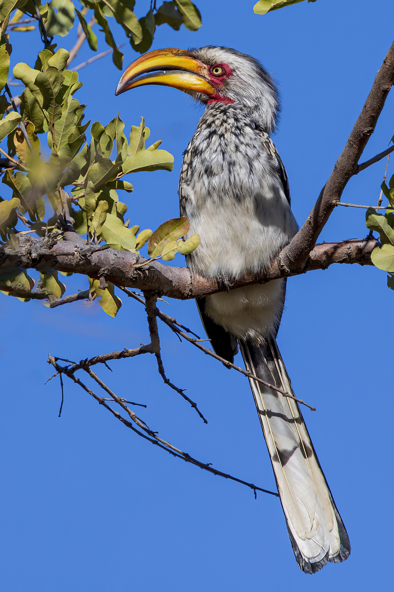 Southern yellow-billed hornbill (Tockus leucomelas)...