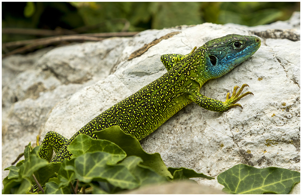 green lizard....