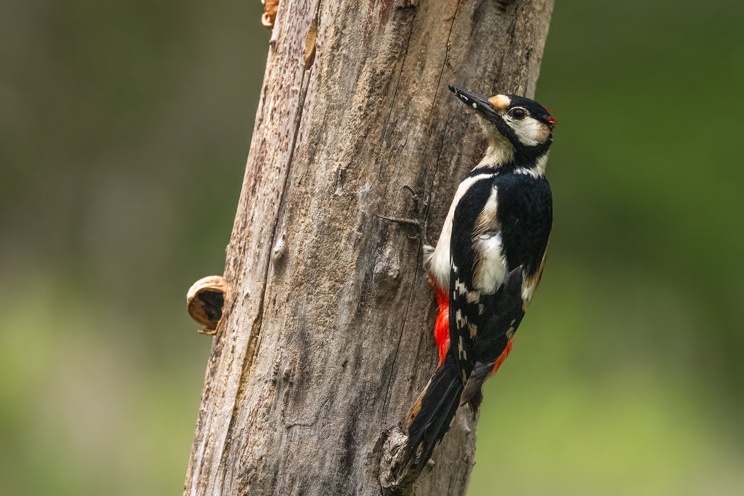 Major Red Woodpecker #2...