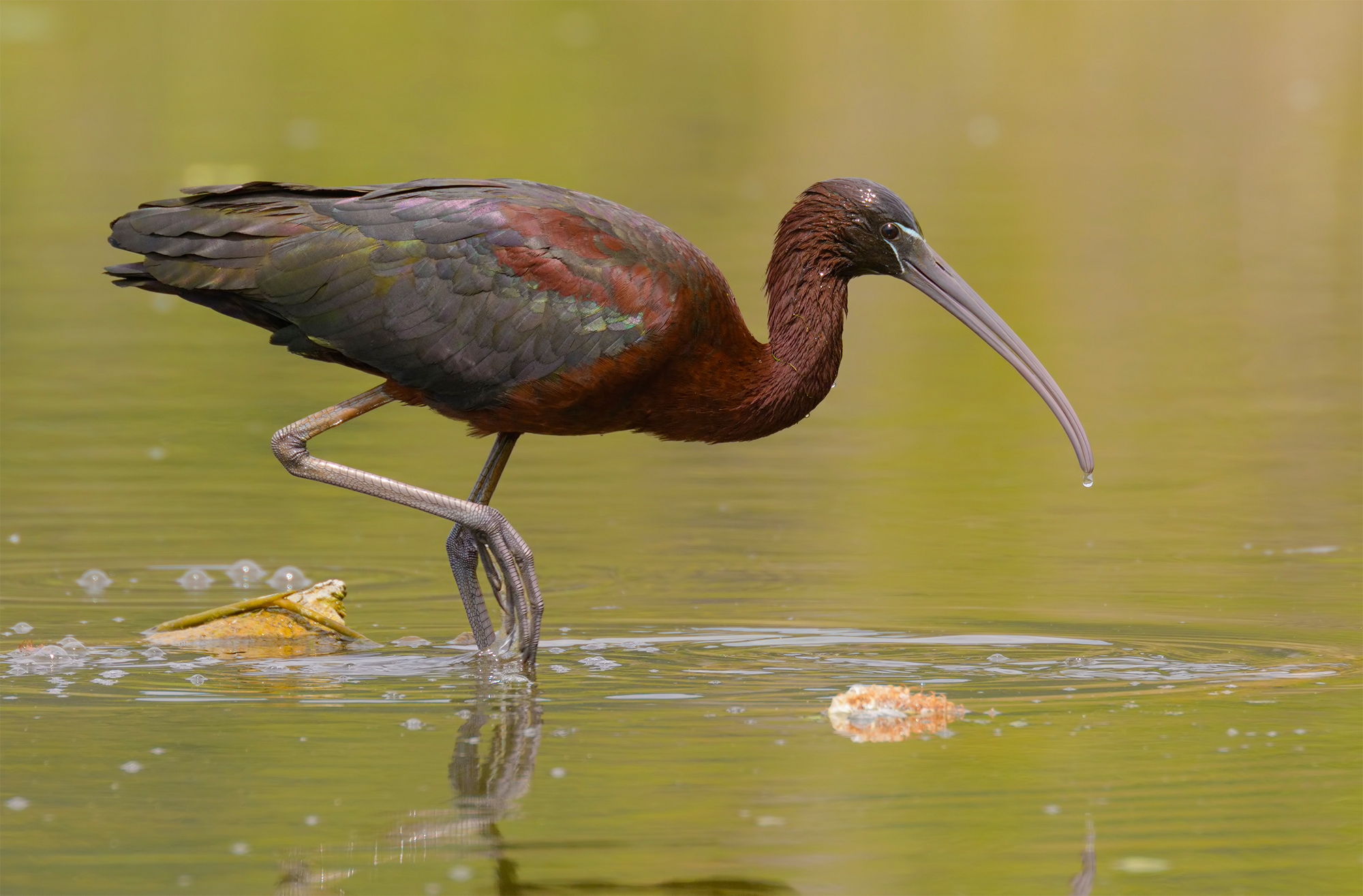 glossy ibis ...