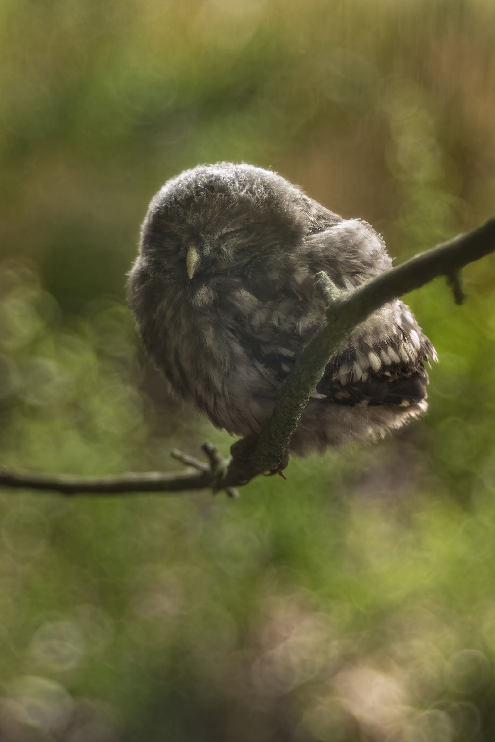 civettina  The little owl (Athene noctua)...
