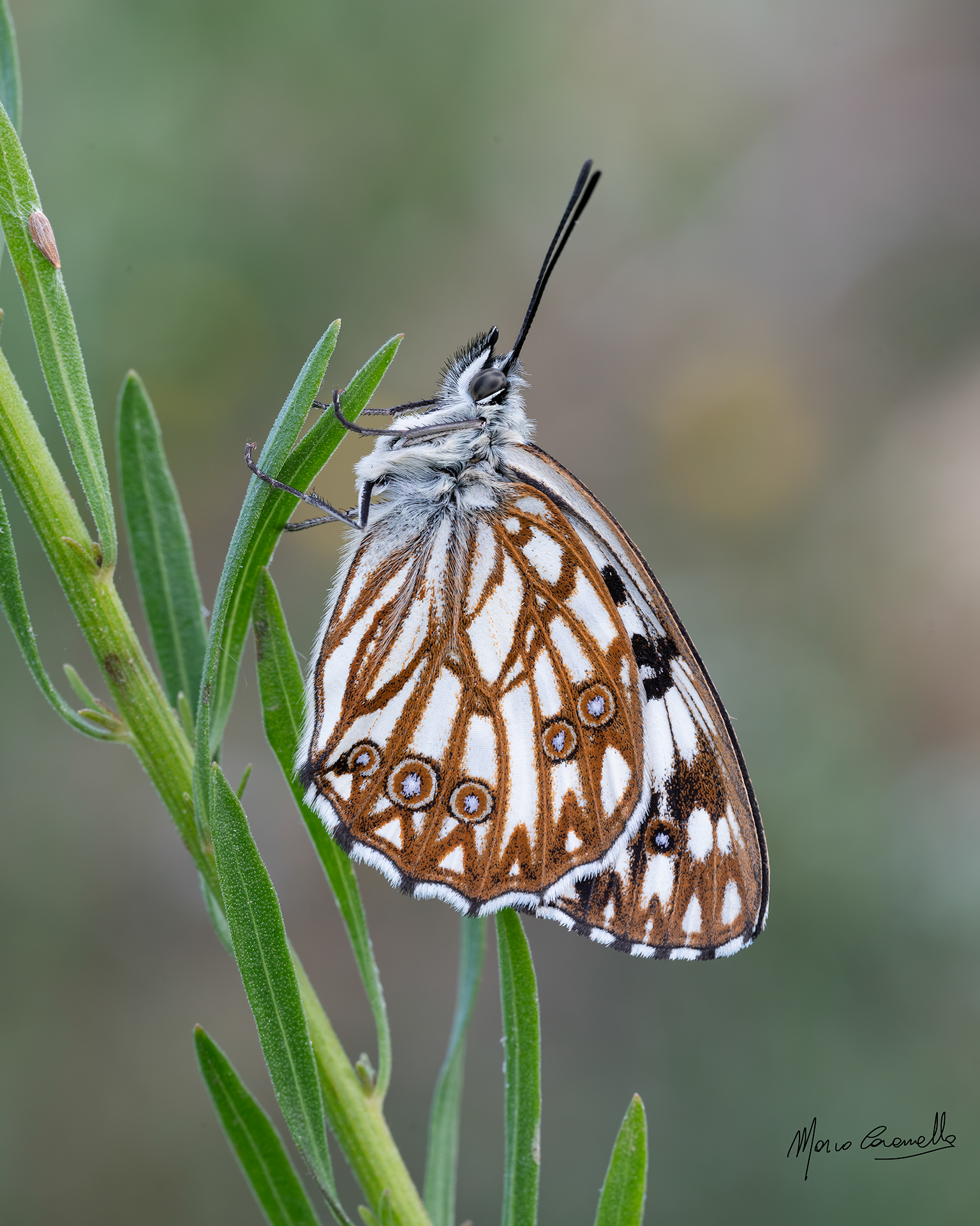 Melanargia occitanica...