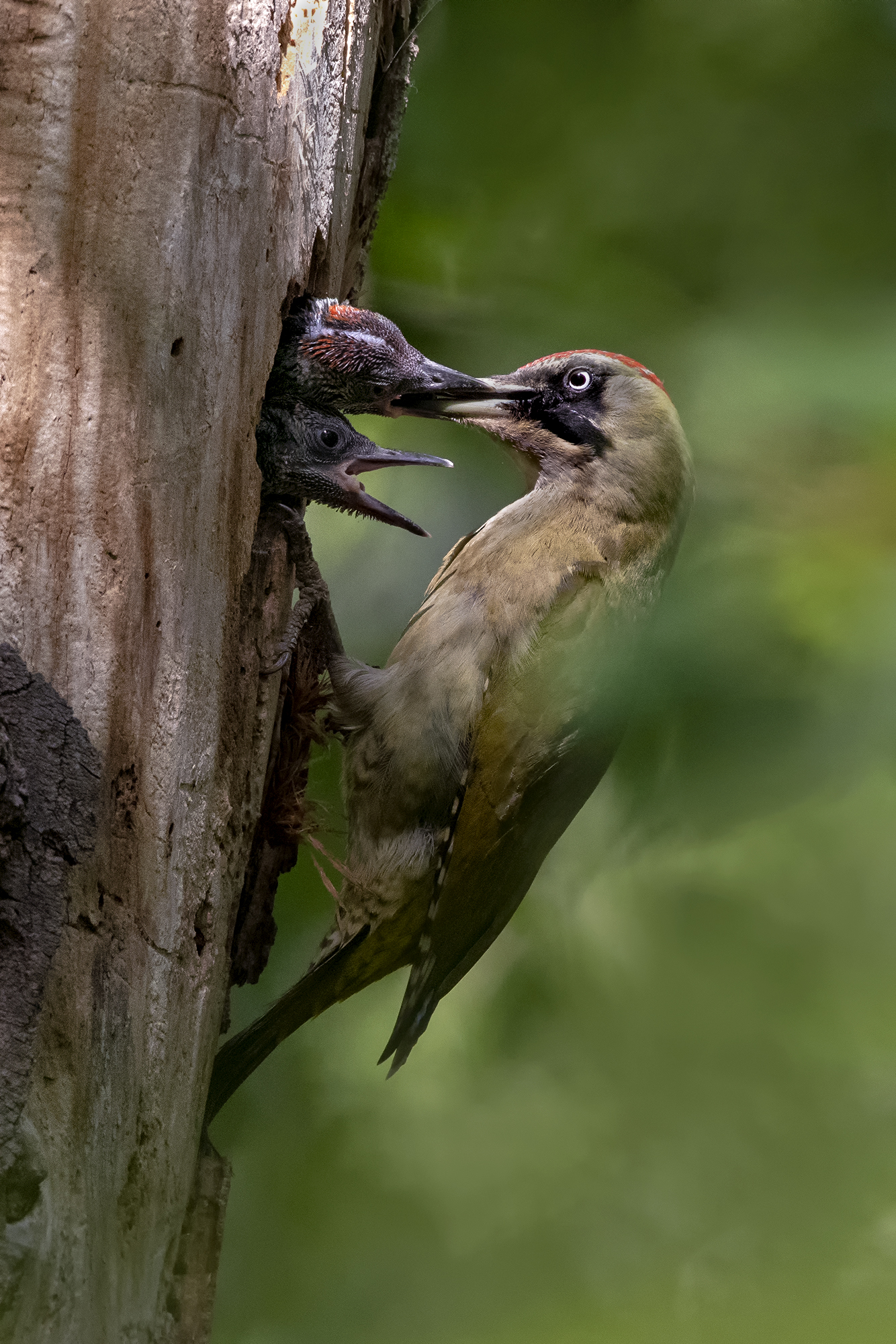 Green woodpecker nesting...