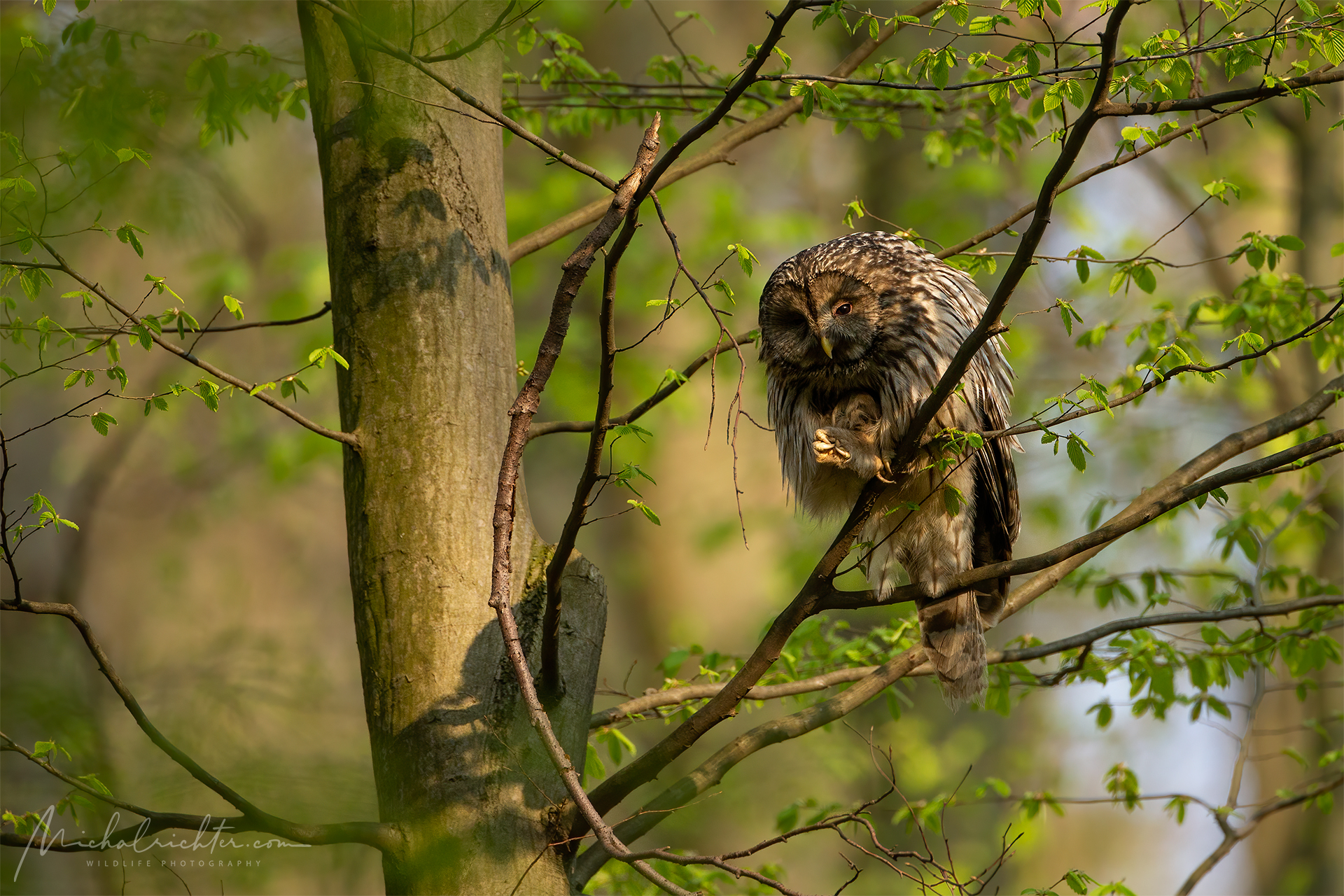 Strix uralensis (Ural owl)...