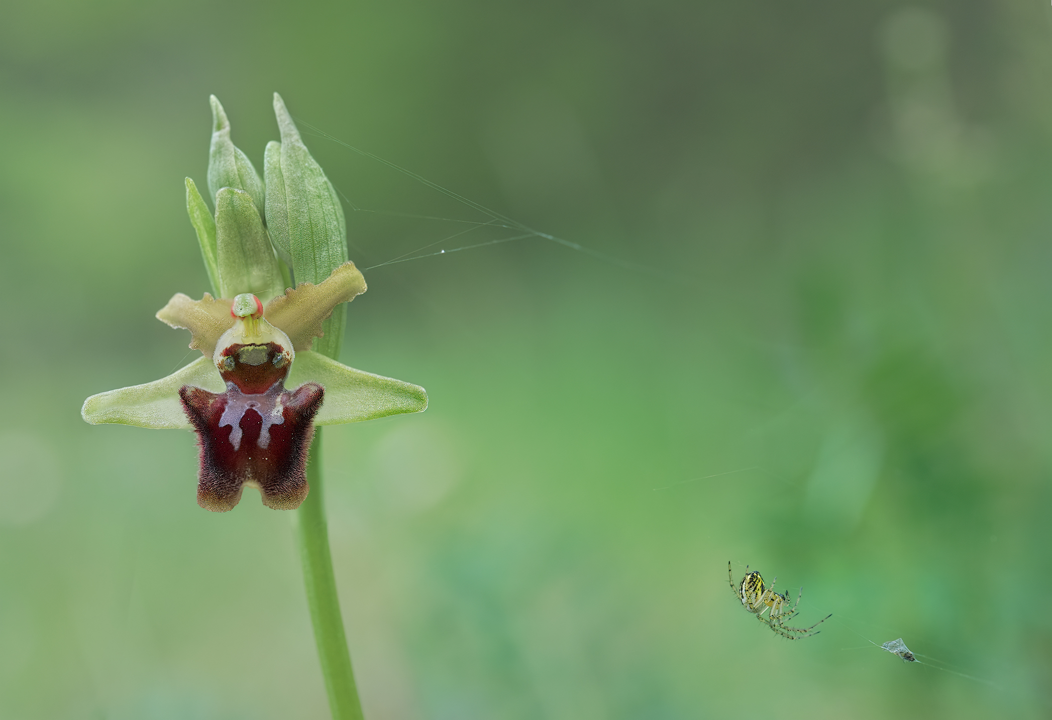 Orchidea...