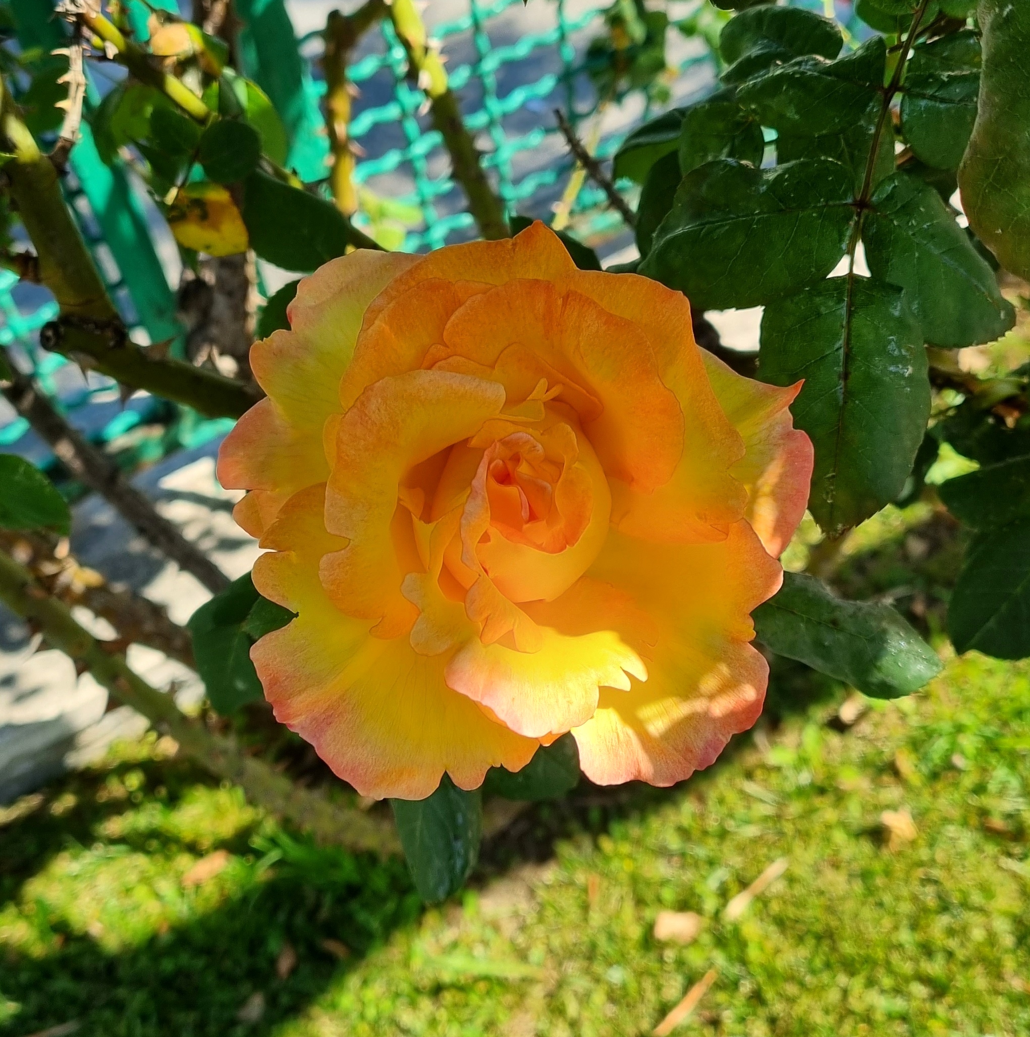 Rosa gialla...