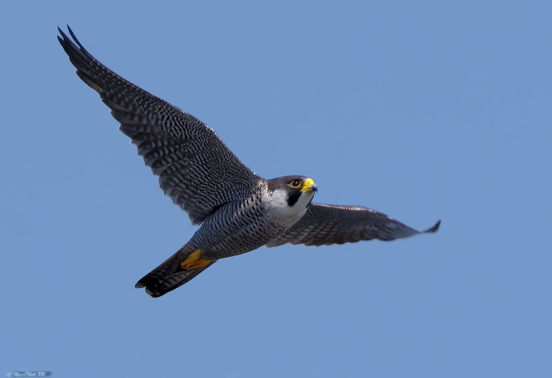 Falco Pellegrino (Falco peregrinus)...