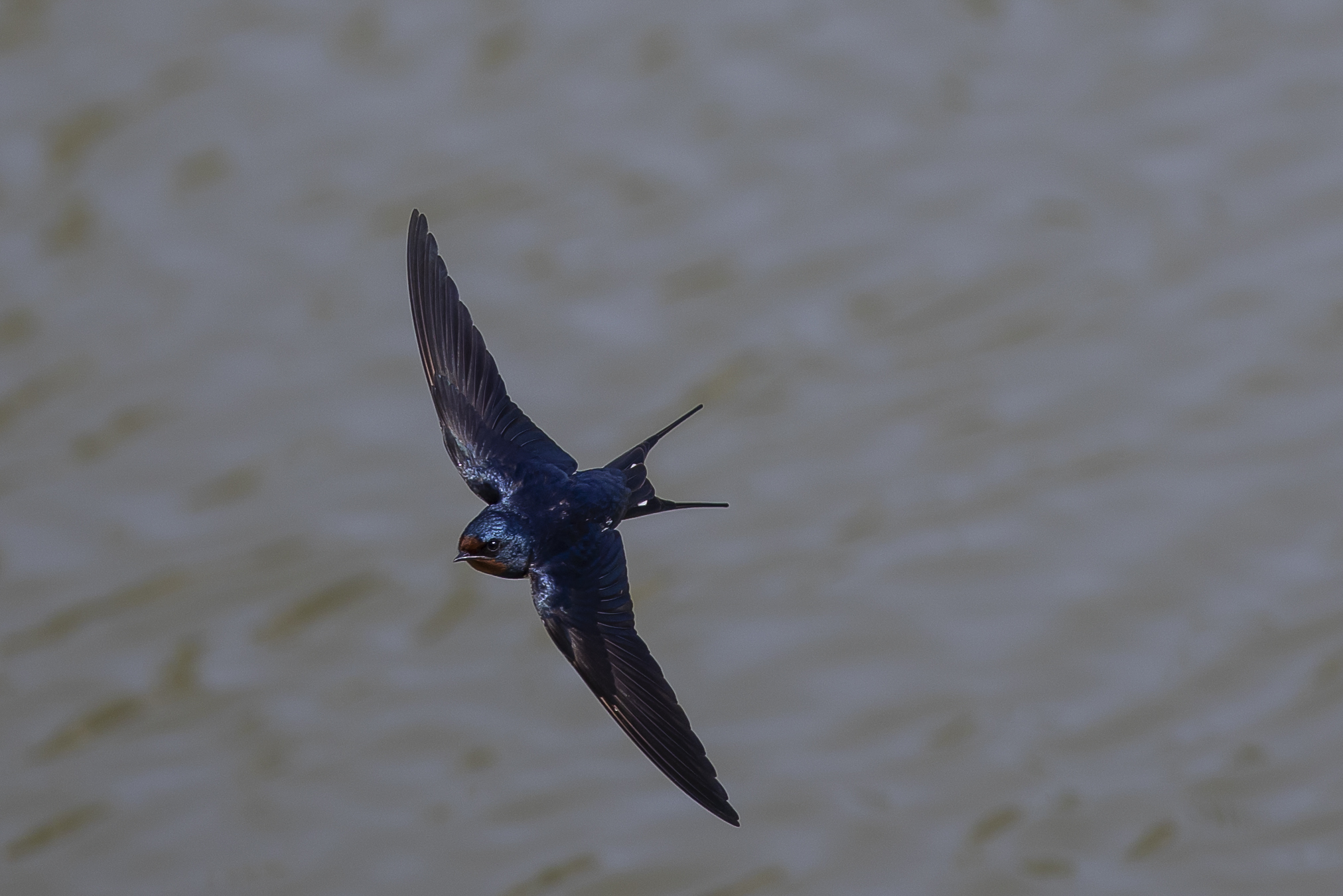 Flight of a Swallow...