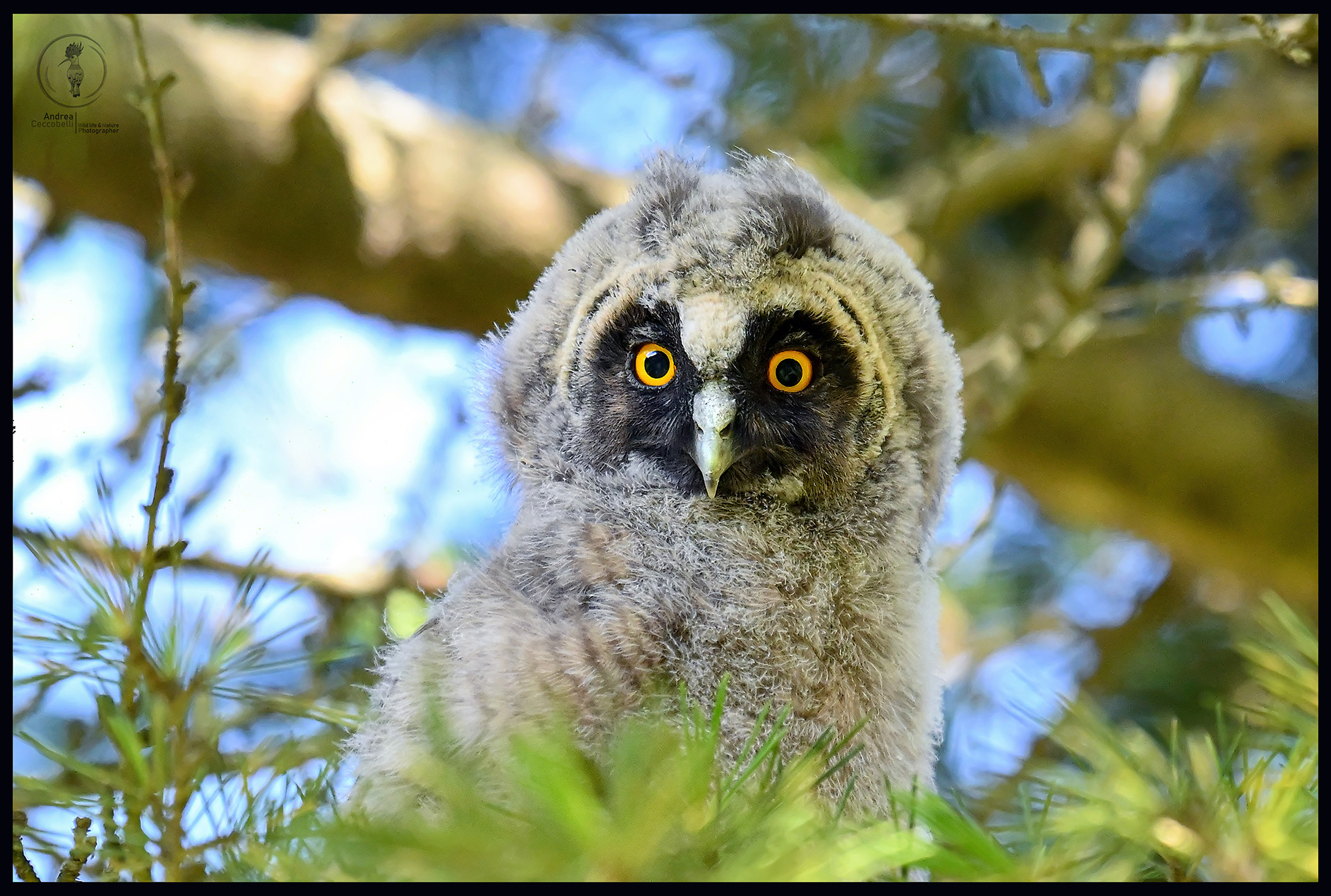 Common Owl Pullo - Asio otus...
