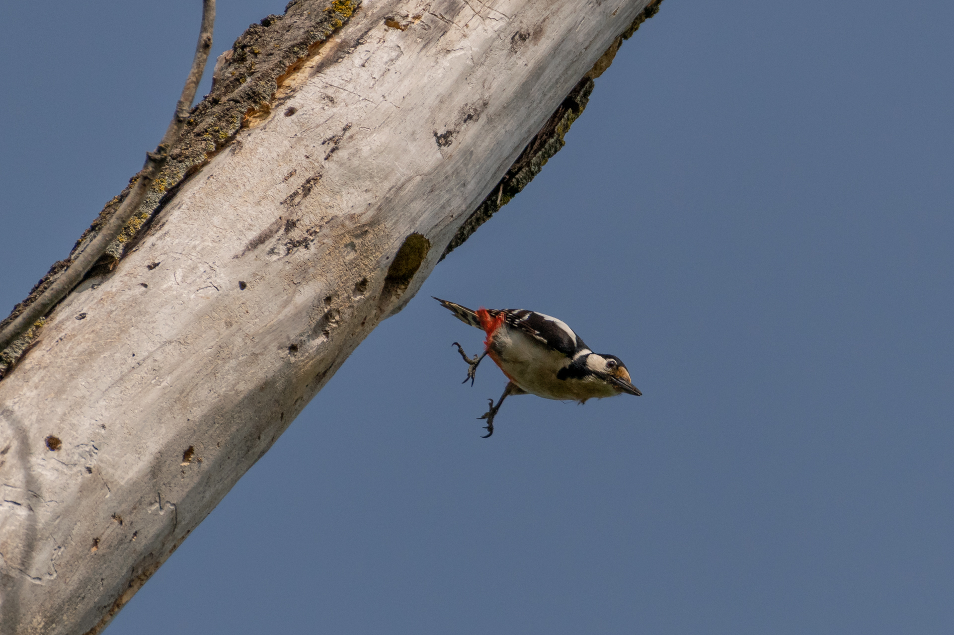 The Beating of the Red Woodpecker...