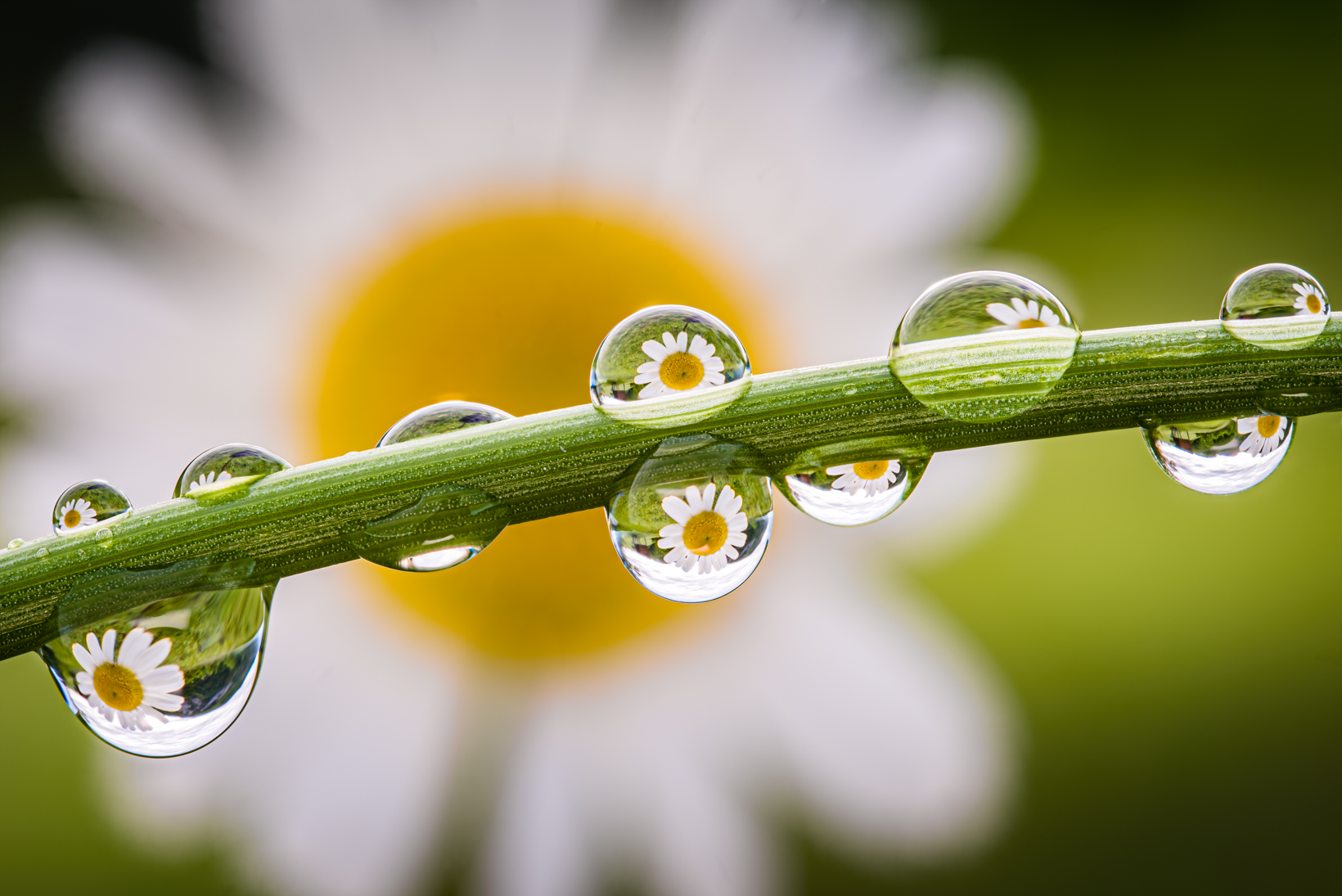 Daisy reflected in the drops of water...