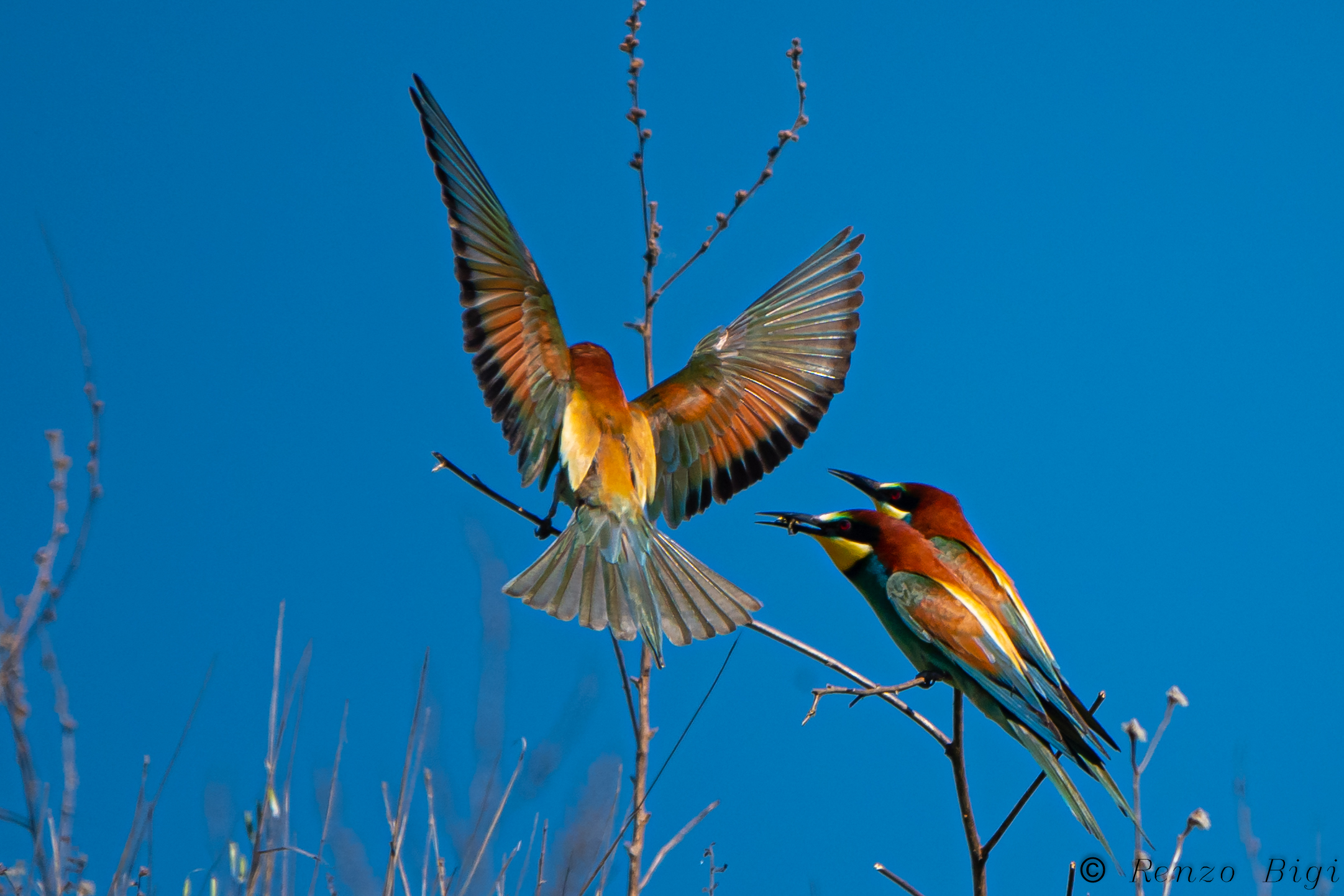 bee-eater...