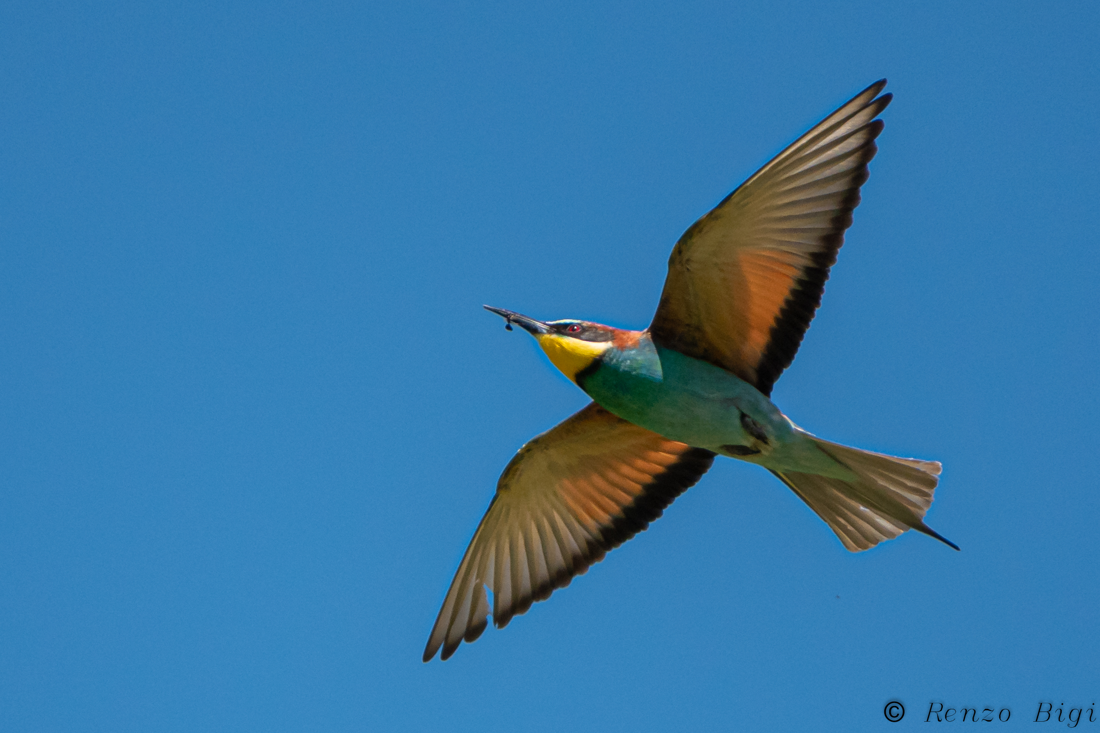 bee-eater...