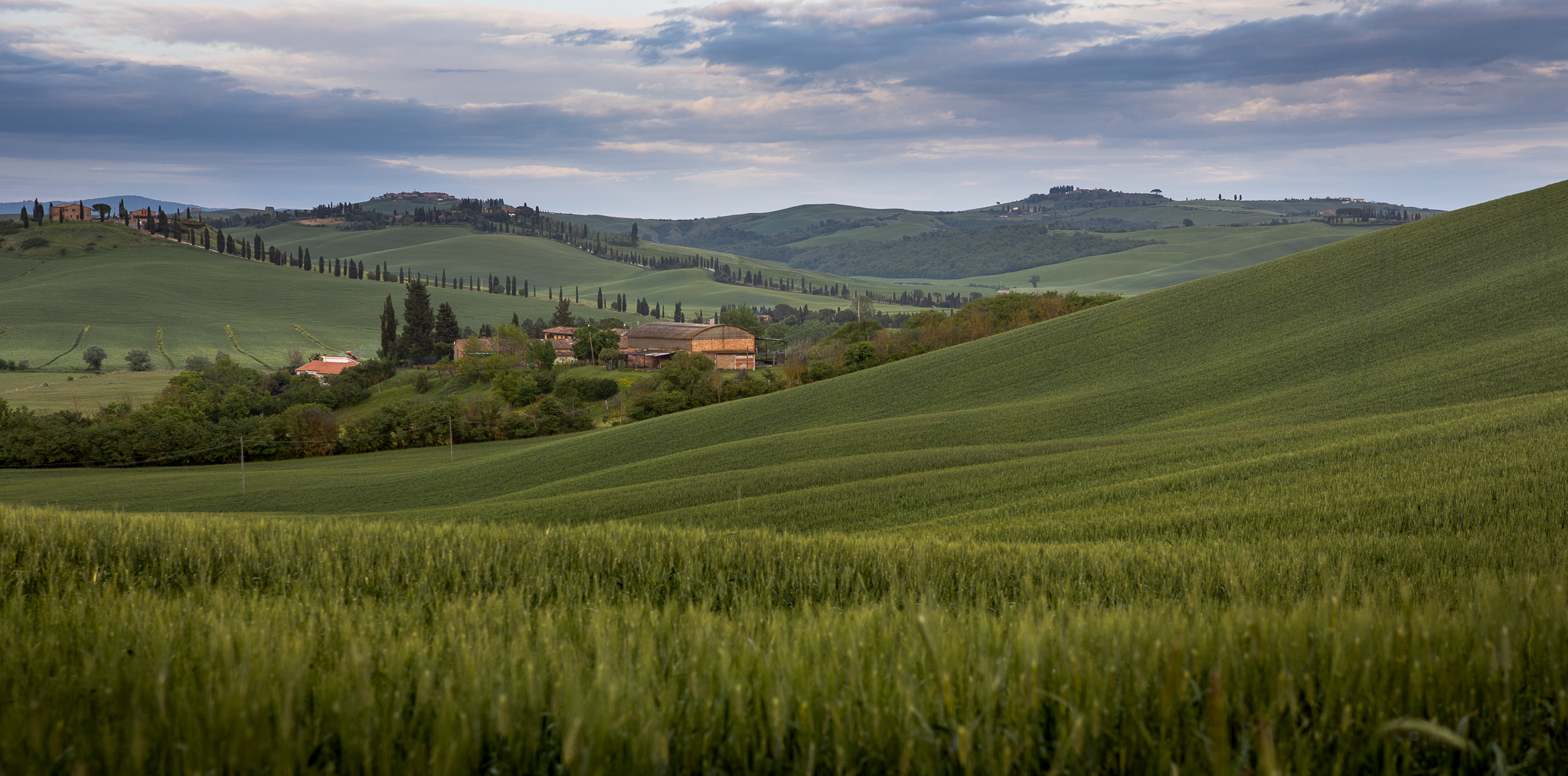 Wheat fields in the Sienese countryside...