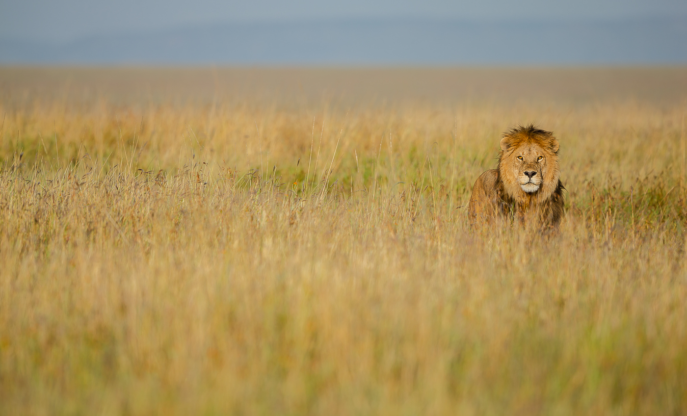 The king of Serengeti...