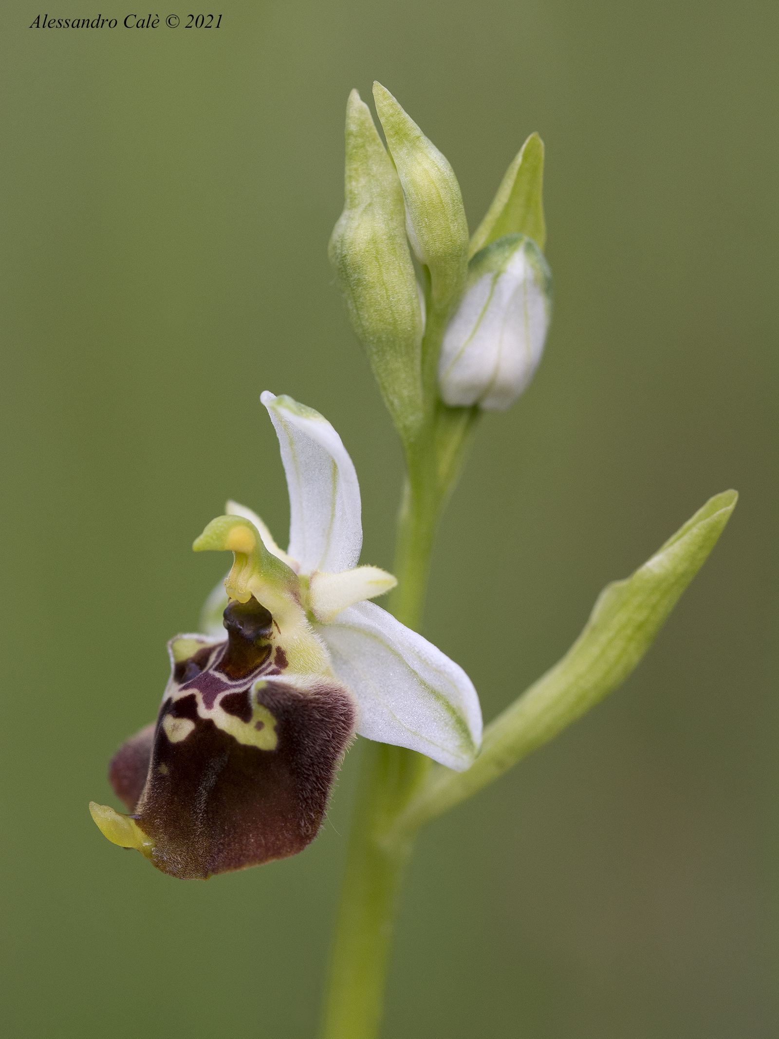 1960 Ophrys holosericea...