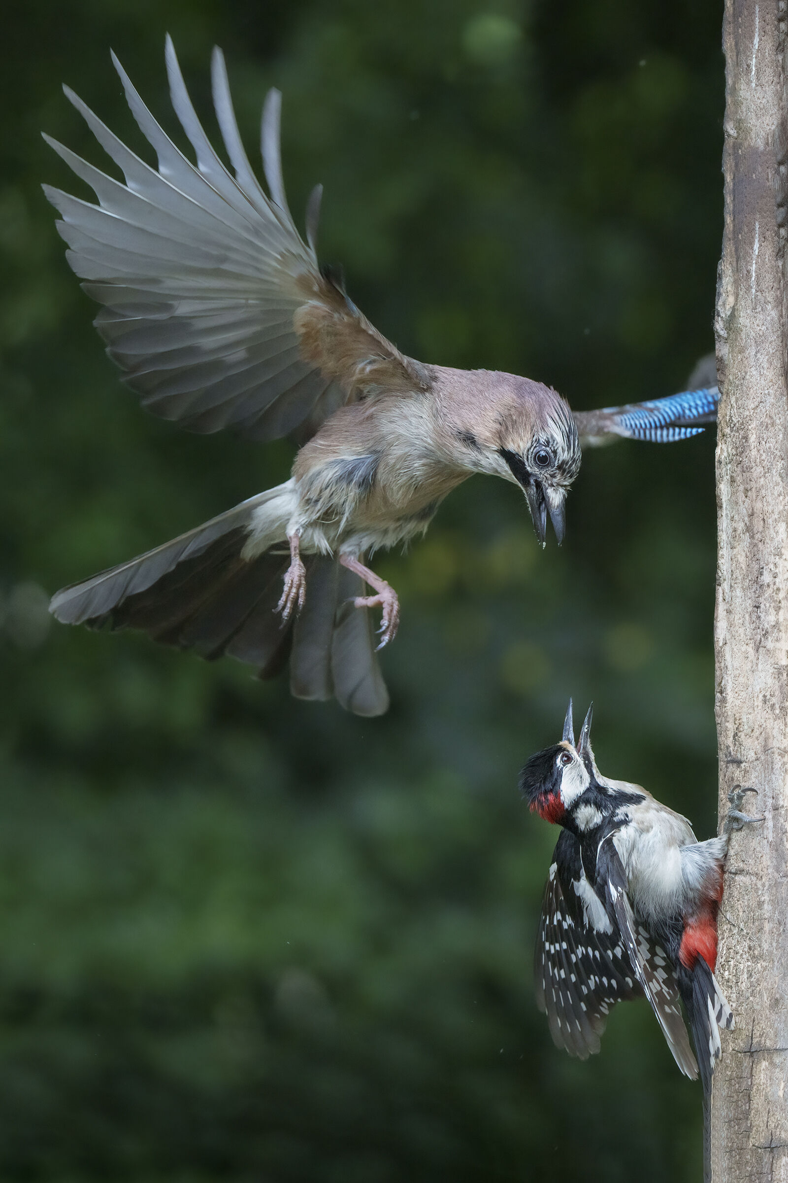 Greater Red Woodpecker VS Jay  ...