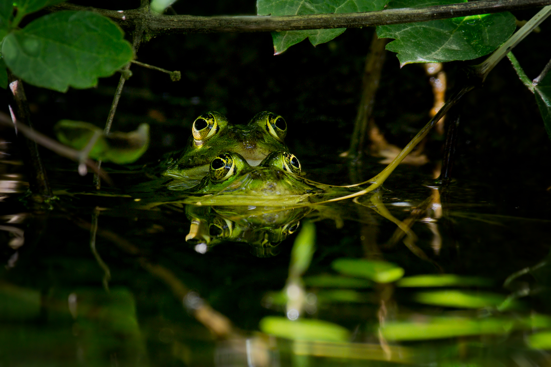 Green frogs...