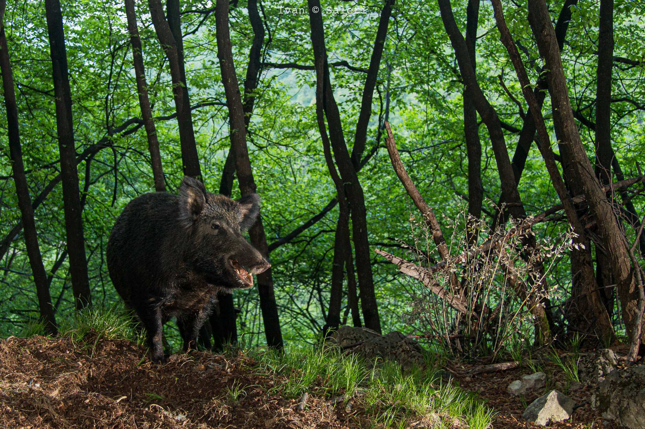 wild boar...