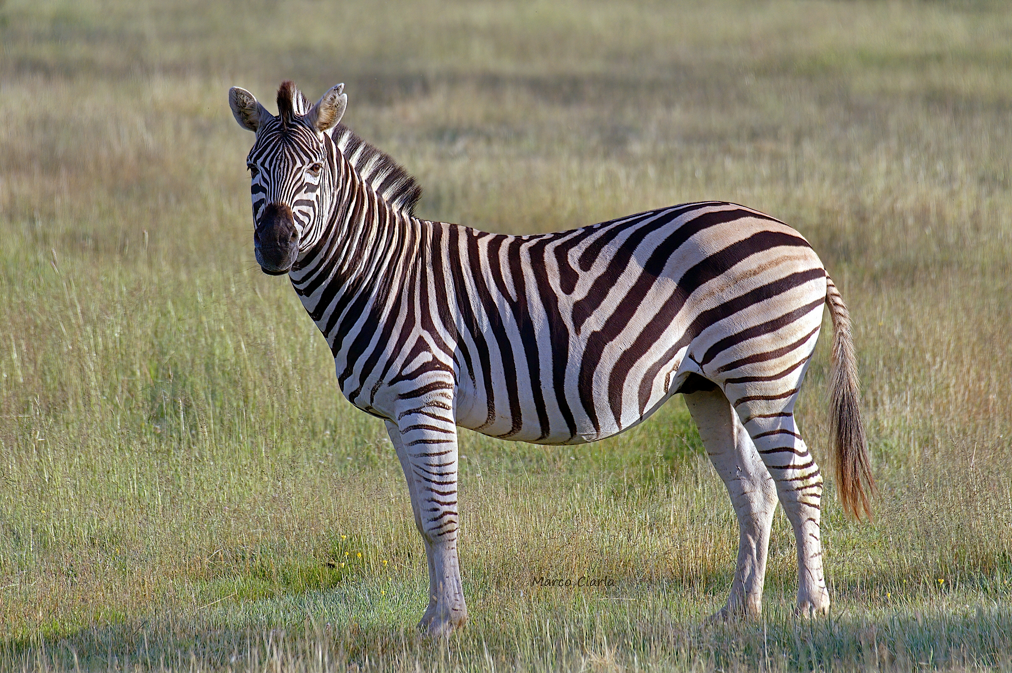 Zebra...