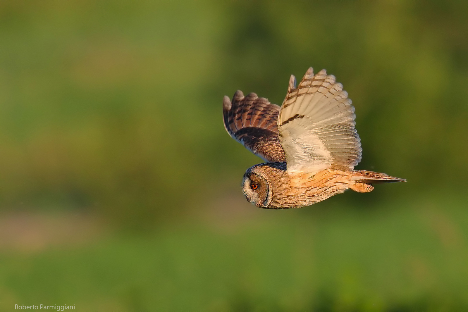 Common owl in daytime flight...