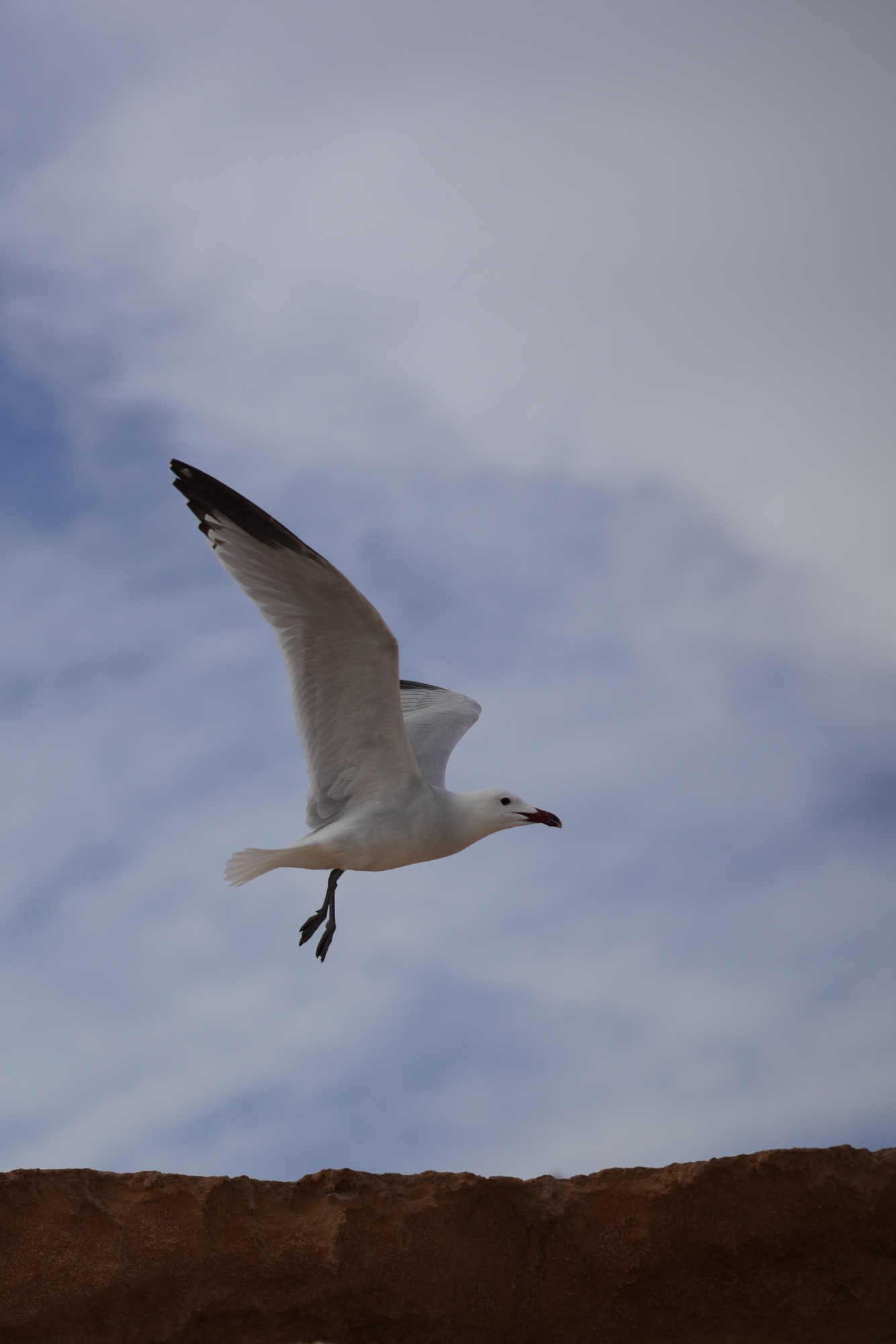 Runaway Gull (Formentera)...