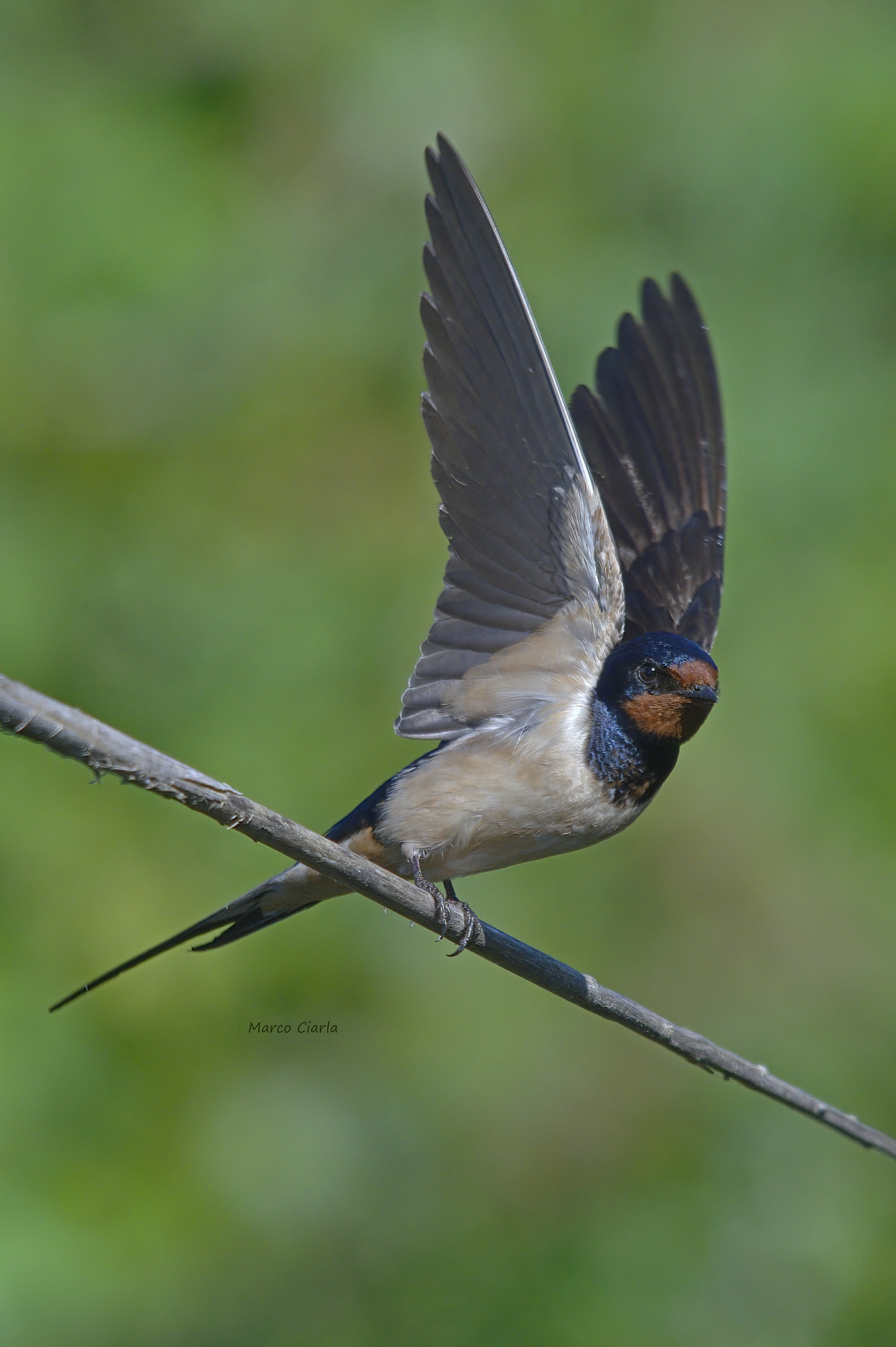 Swallow (Rustic Hirundo)...