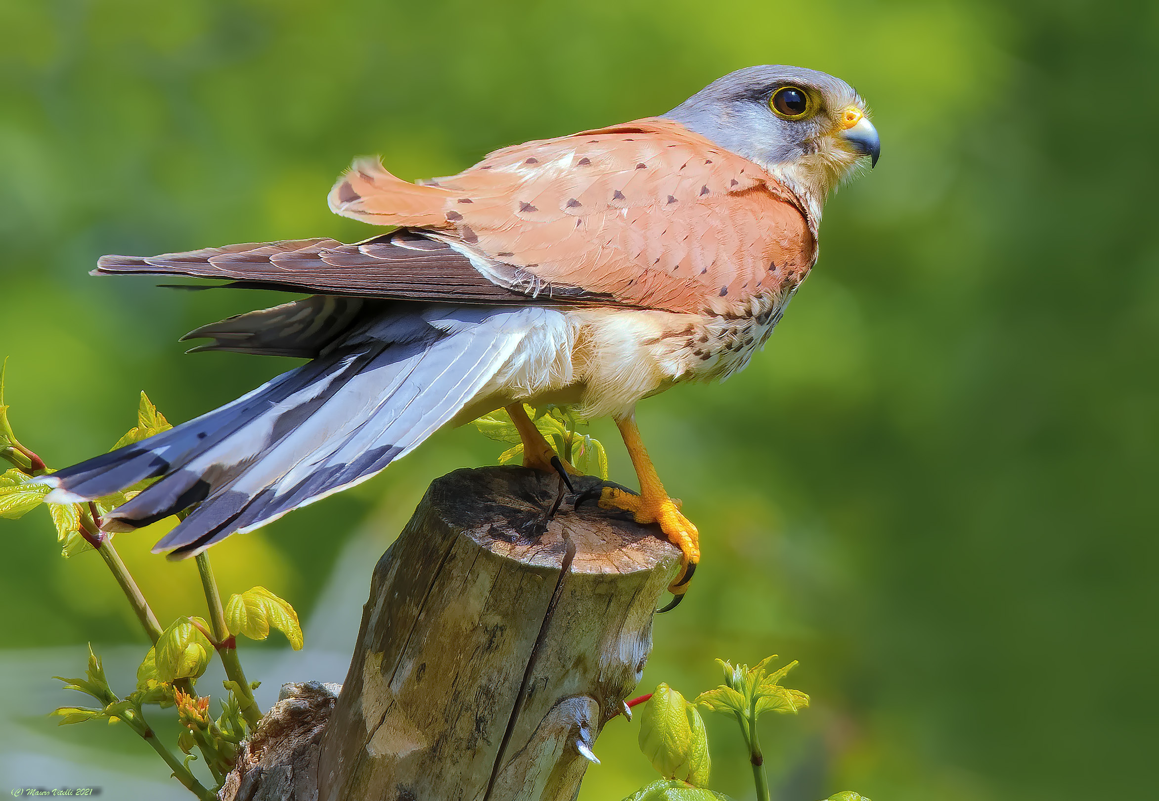 Tweet (Falco tinnunculus) Male...