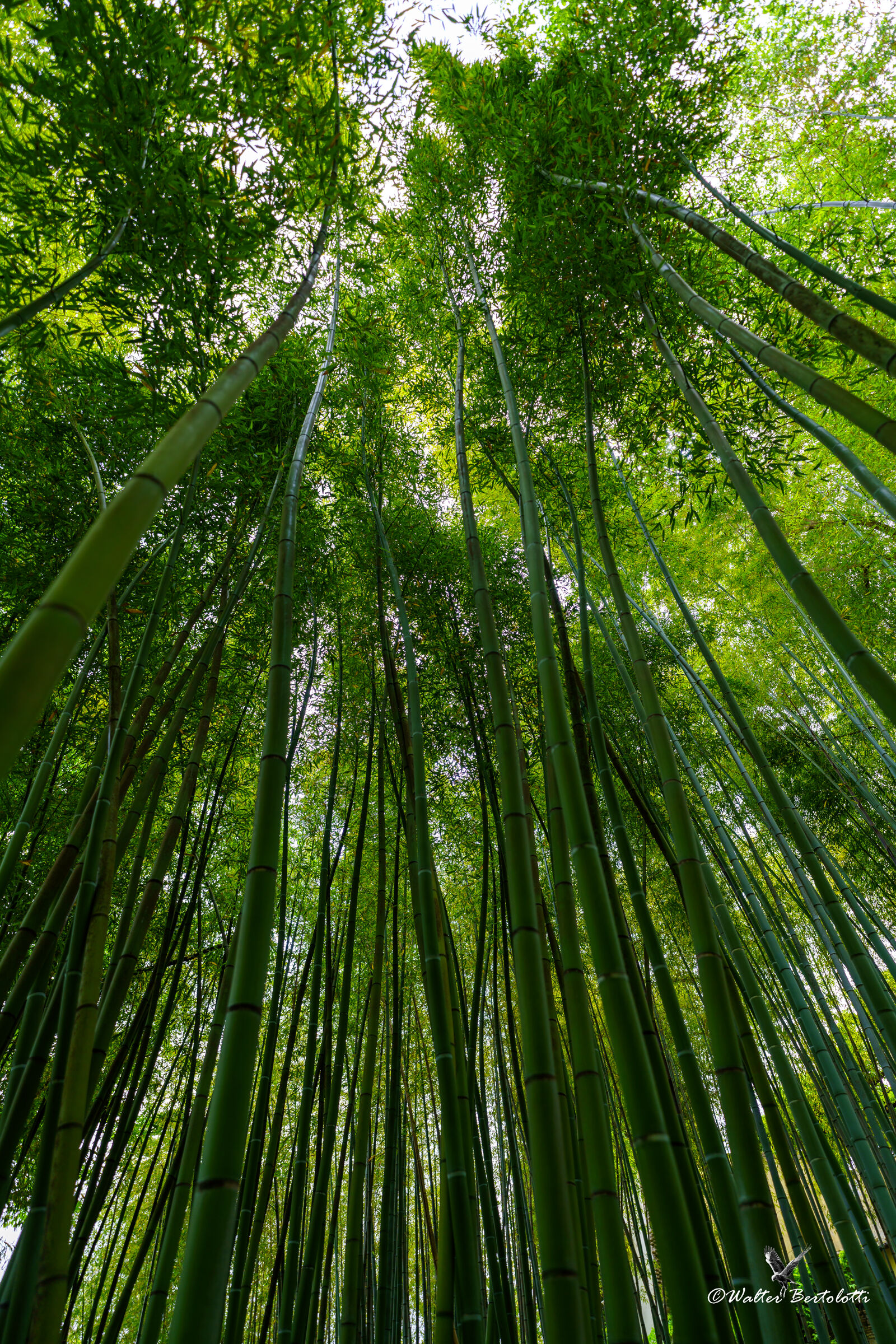 the bamboo forest...