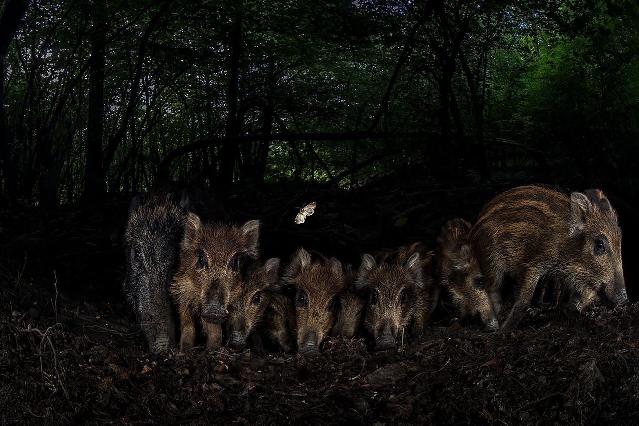 Family of wild boars...