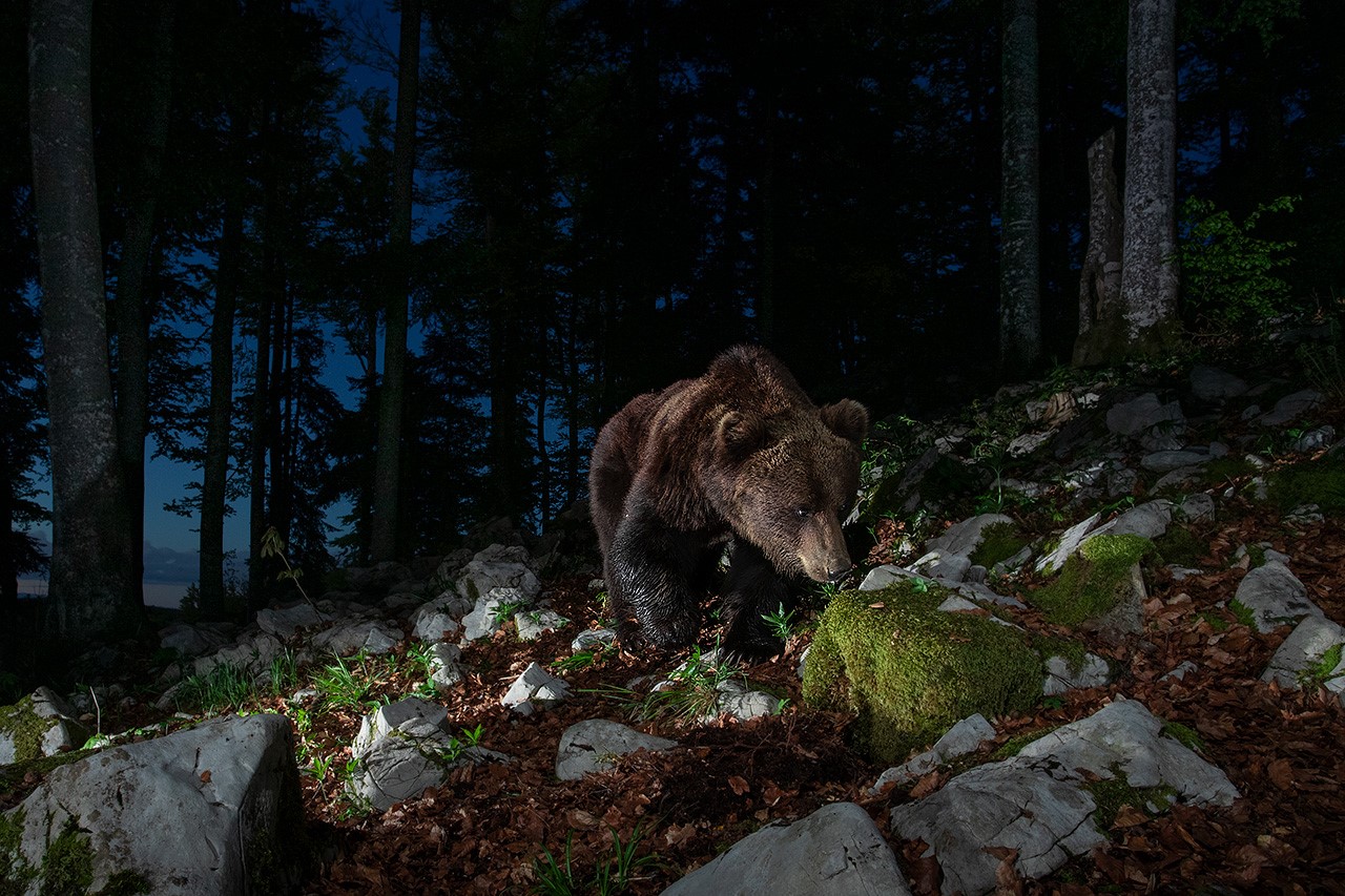 Slovenian brown bear...