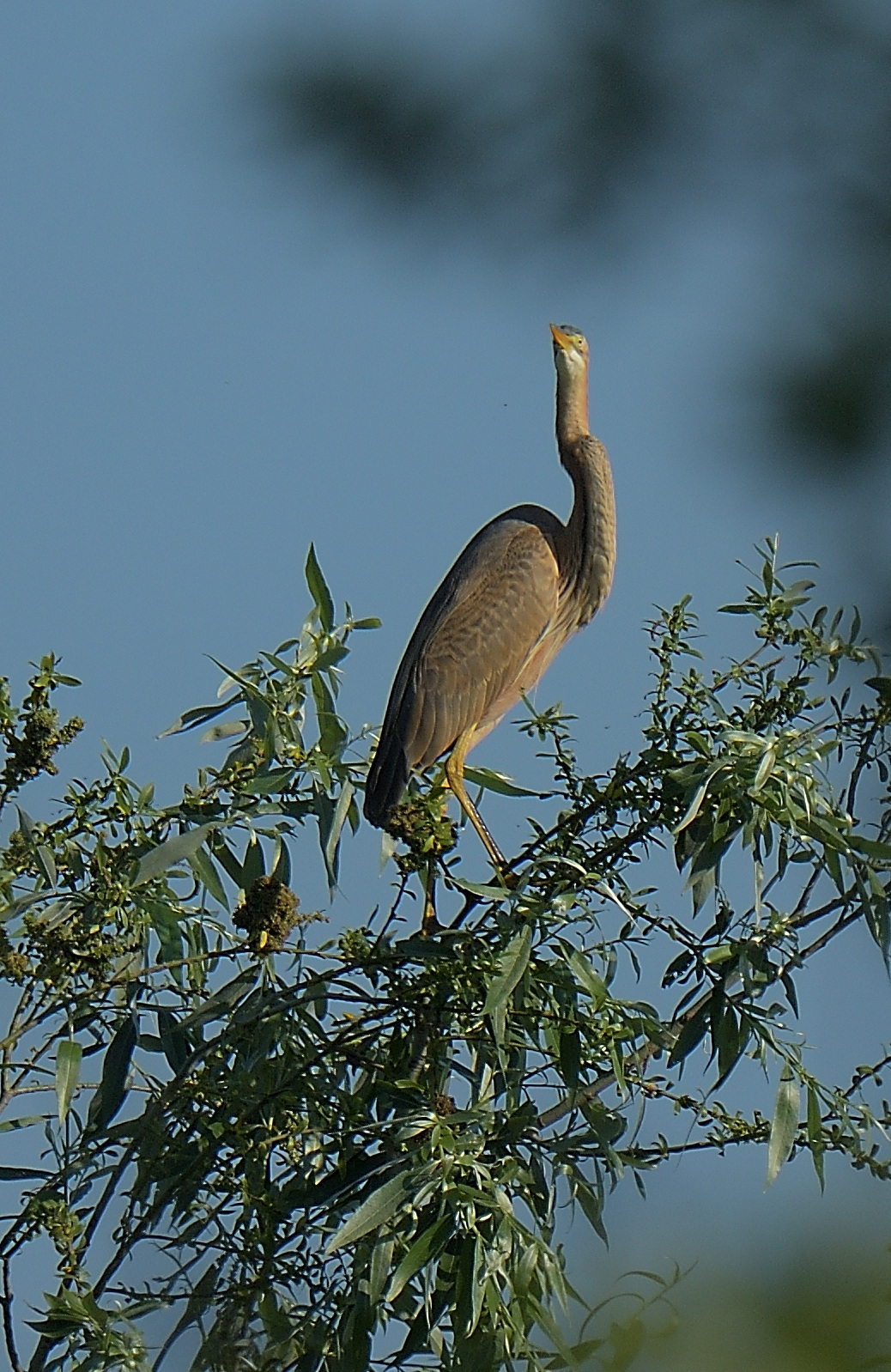 red heron in lookout on the oasis lipu...