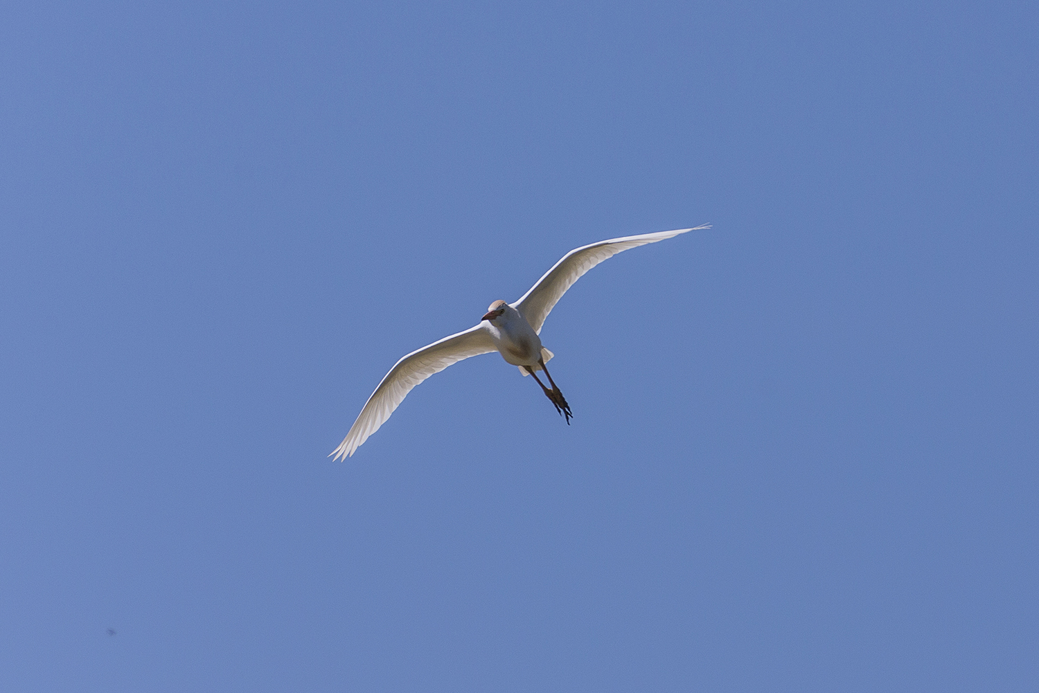 cattle egret ...