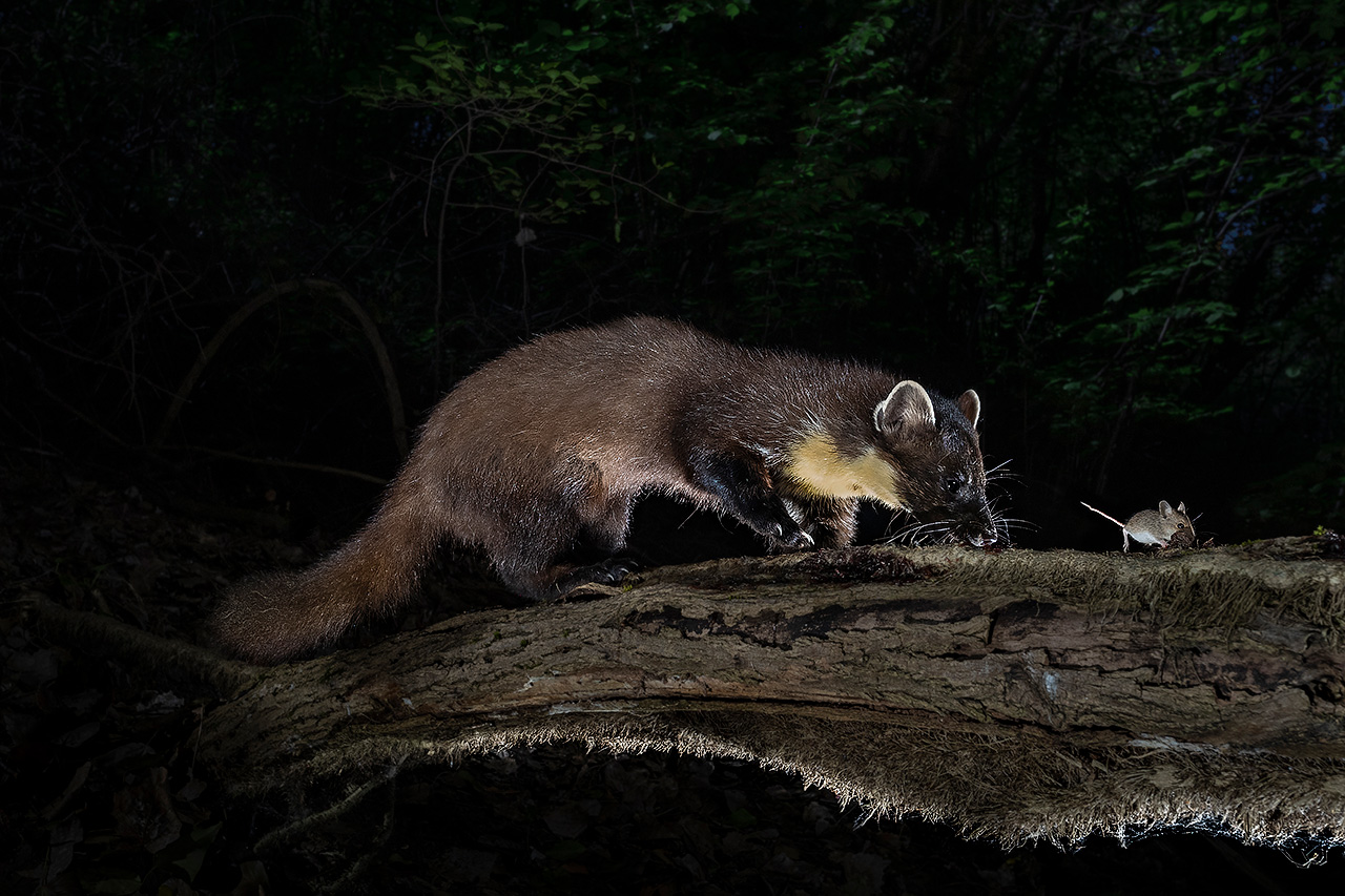 The Marten and the Mouse...