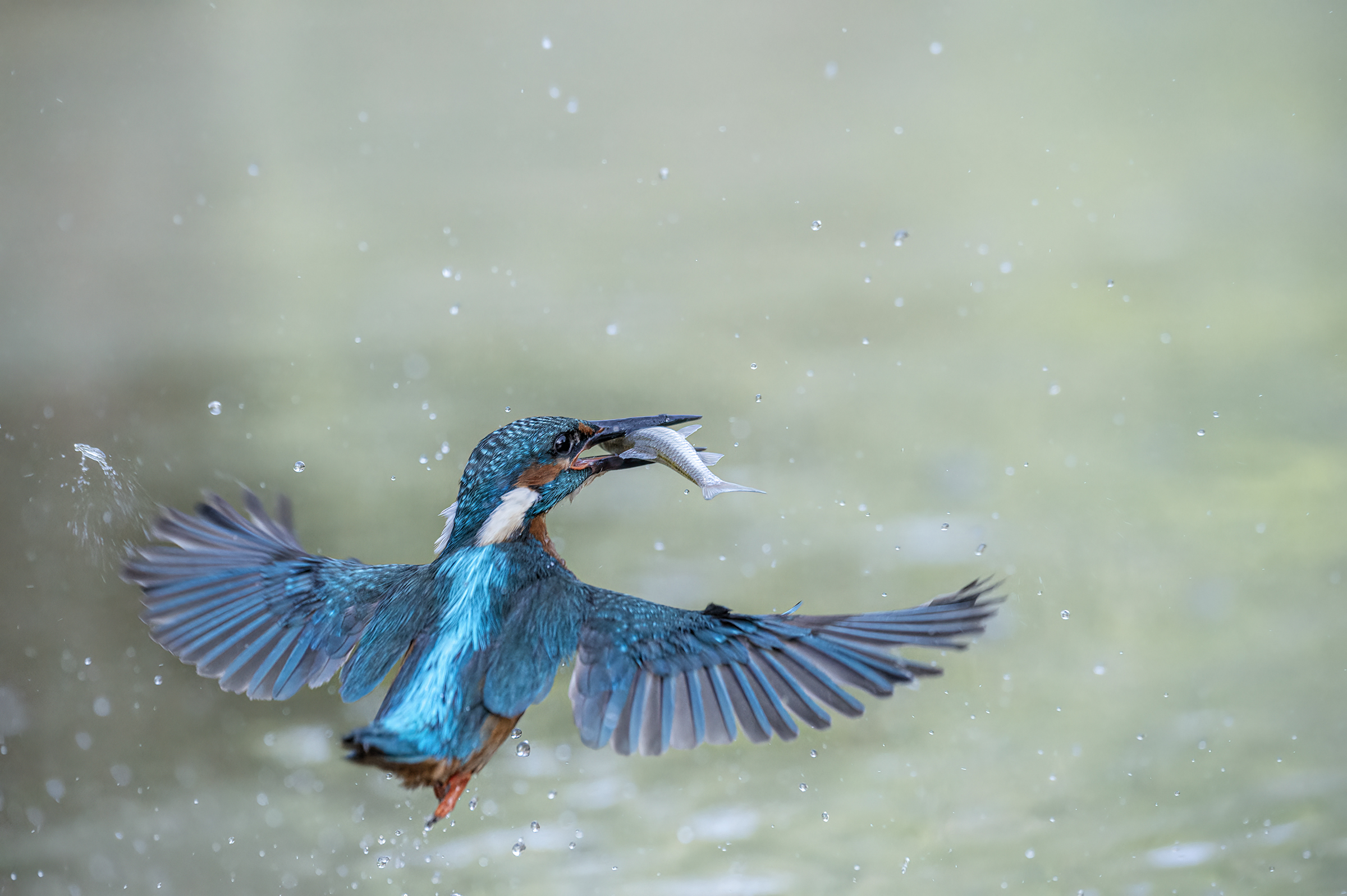 kingfisher with prey ...