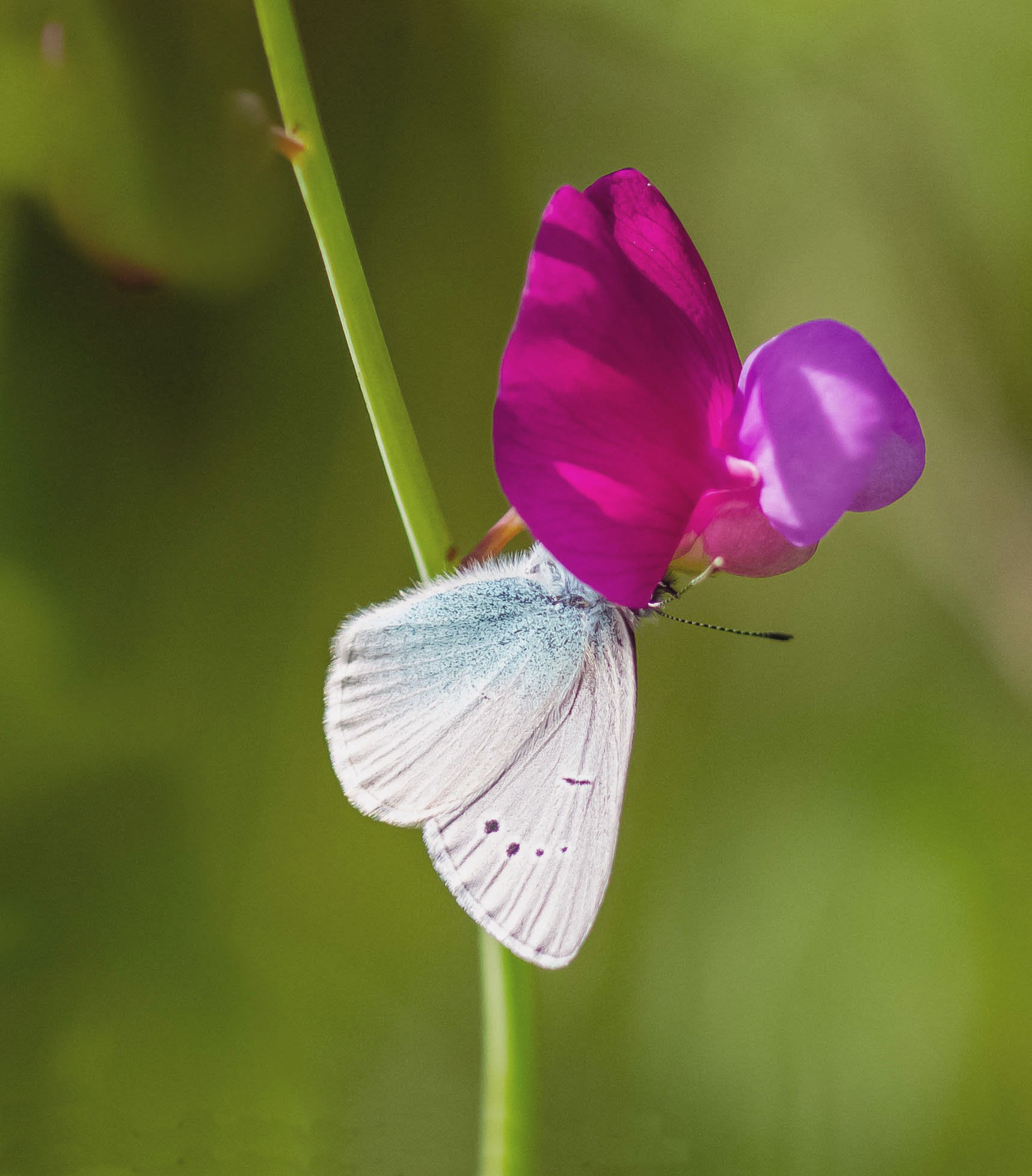 Butterfly on flower ...