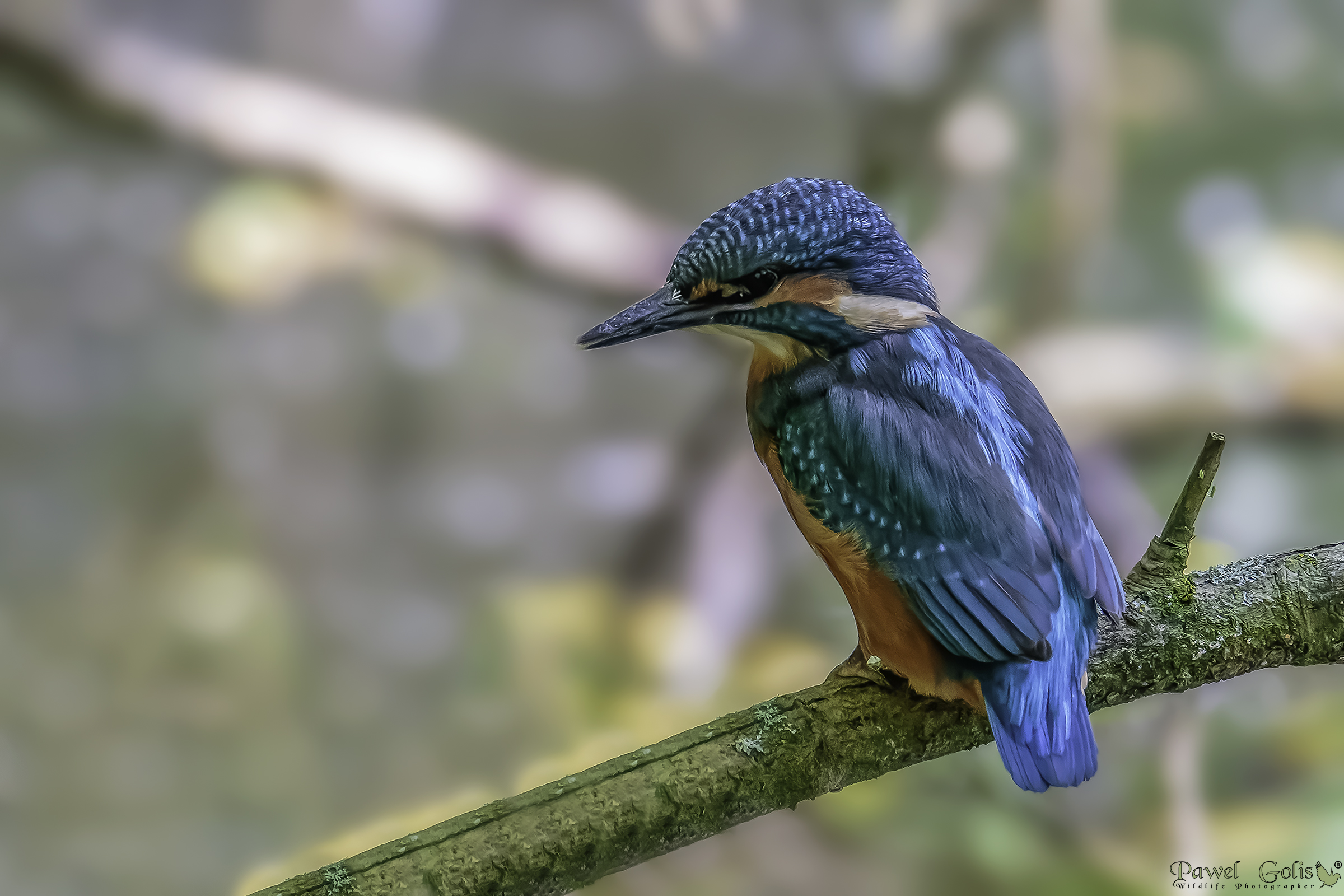 Kingfisher (Alcedo atthis)...