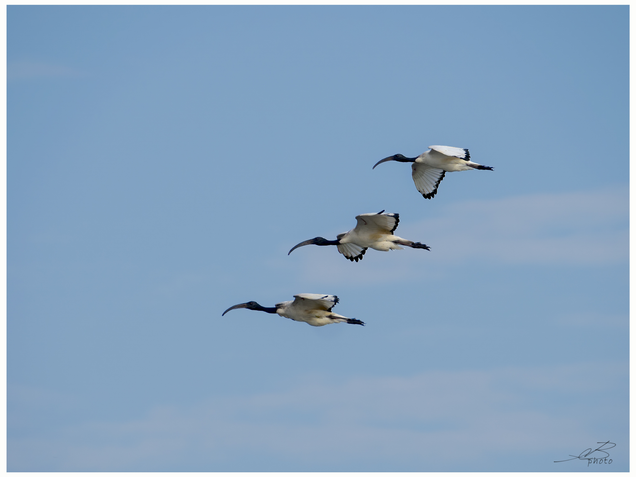 Sacred ibis formation...