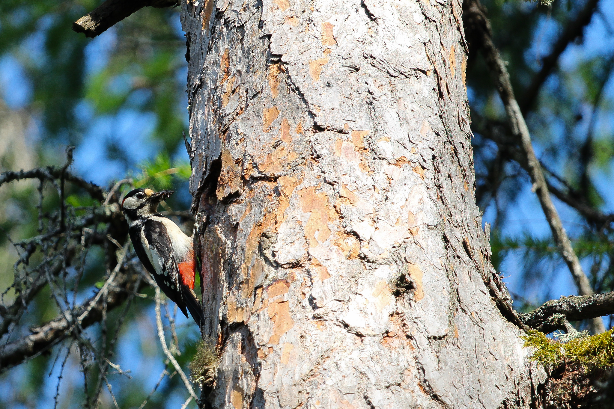 The Male Red Woodpecker...
