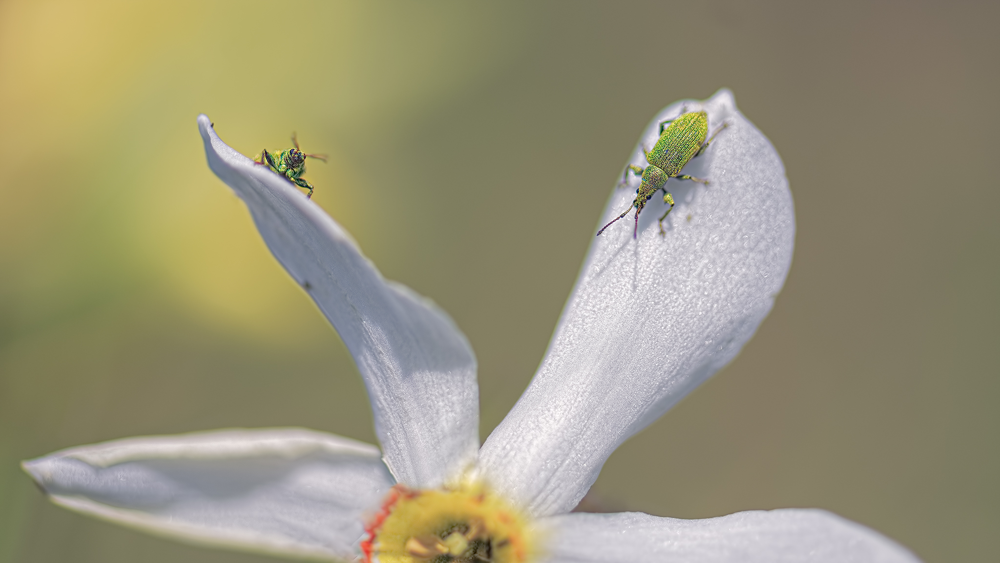 Narciso...