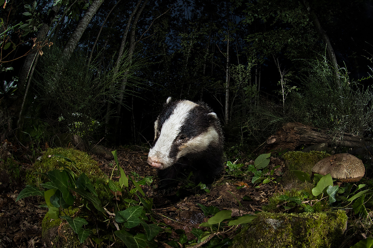 The Badger...