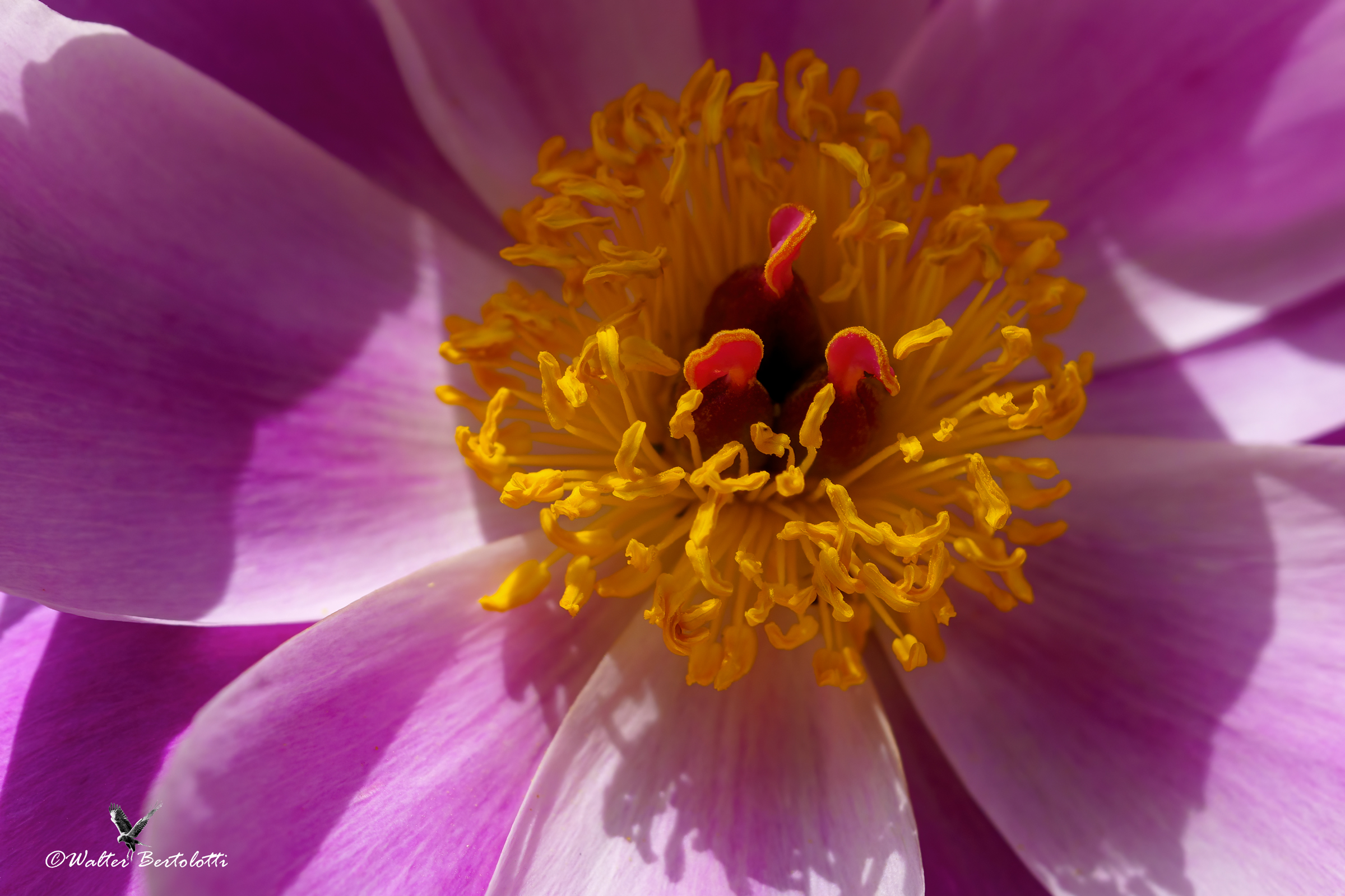 the heart of the peony...