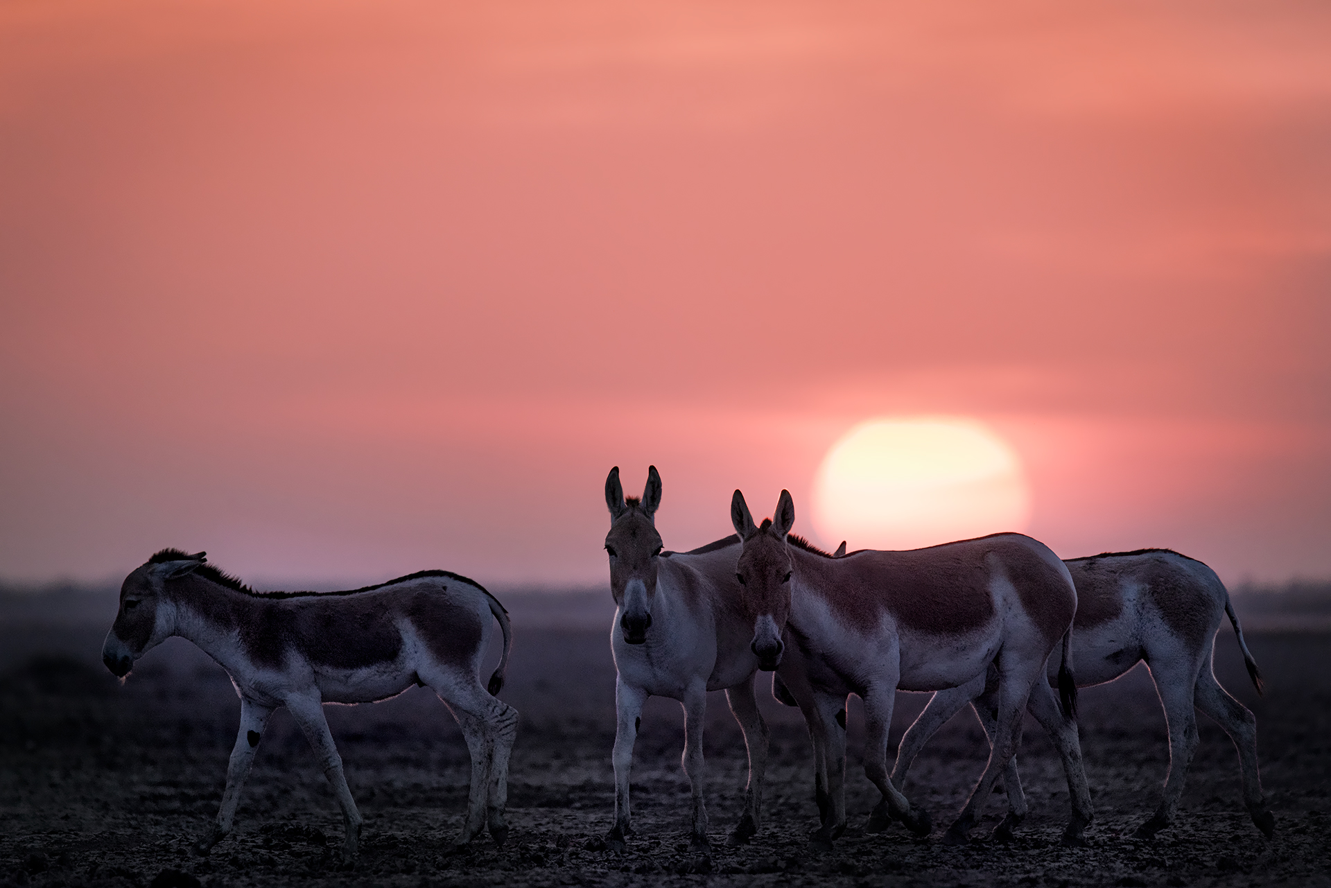 Indian Wild Asses at Sunset...